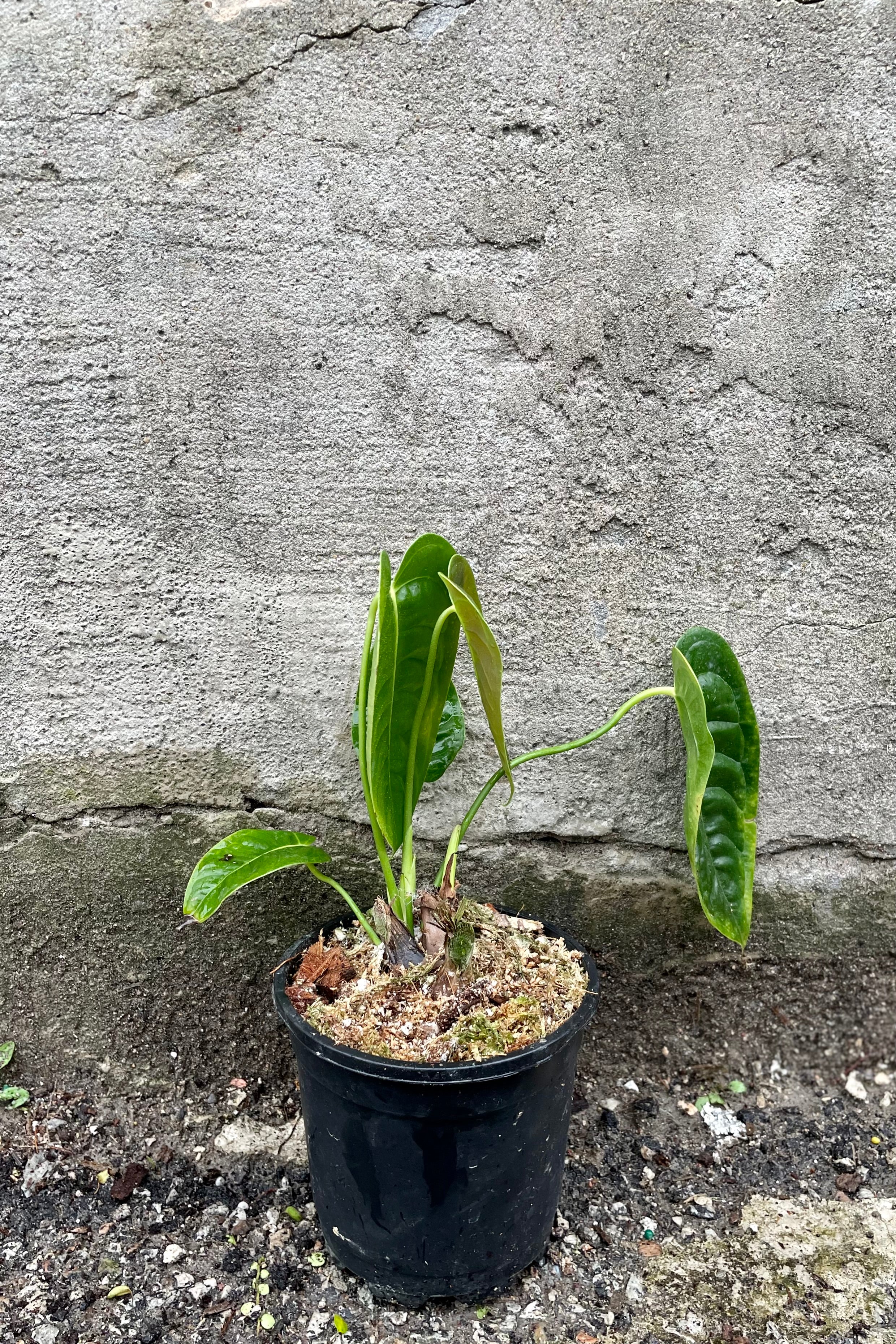 Anthurium Veitchii King Plant - 5 Live Rare Tropical Houseplants for Home & Office Decor | Perfect for Indoor Gardens, Terrariums & Plant Enthusiasts
