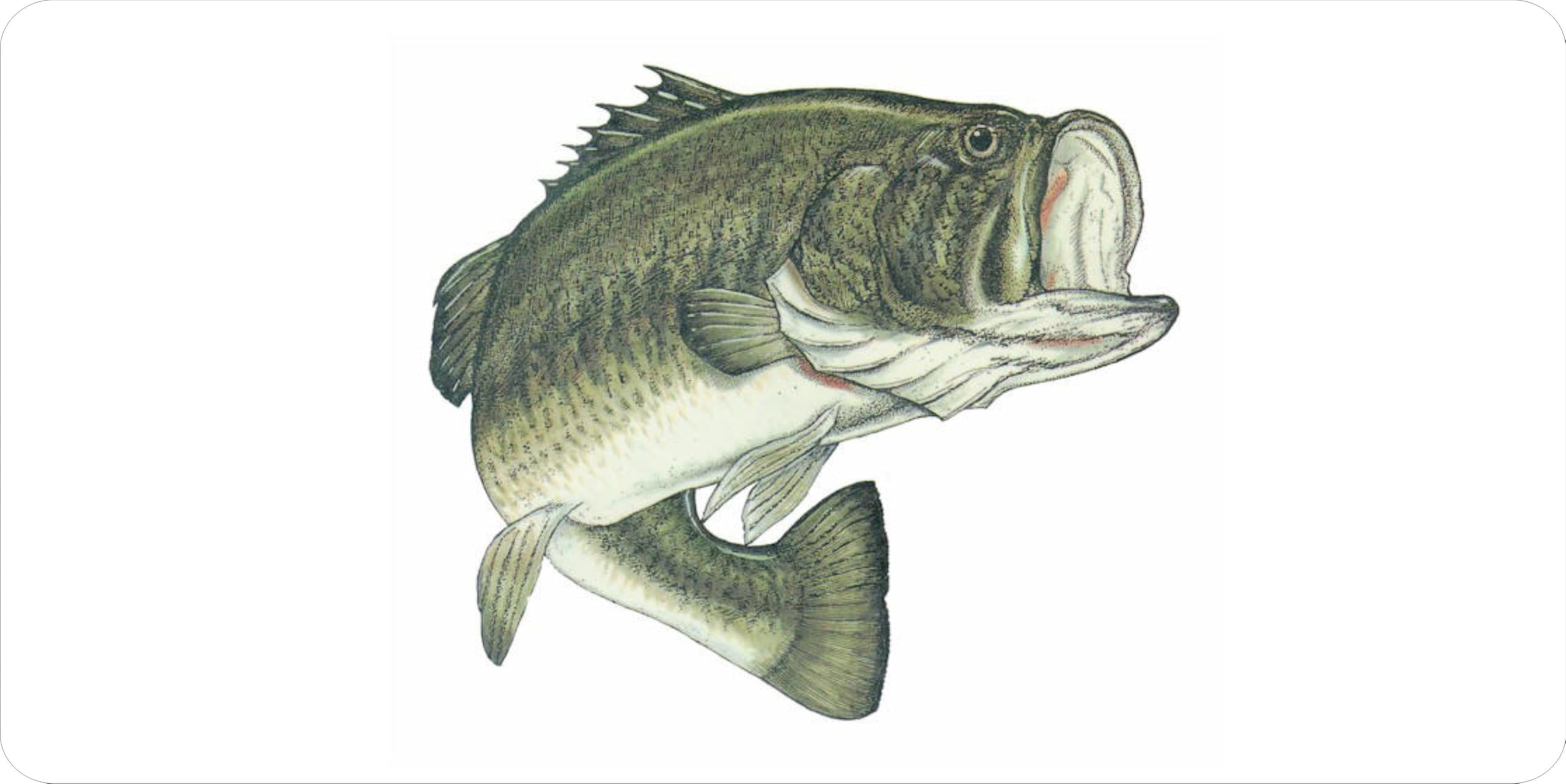 Fresh Large Mouth Bass Fillet on White Plate - Perfect for Grilling, Baking & Healthy Meals | High-Quality Seafood for Home Cooking & Gourmet Dishes