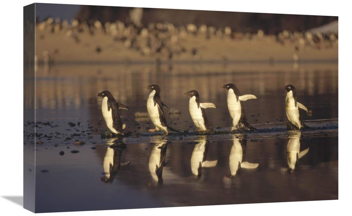 16x24 Inch Adelie Penguins Crossing Summer Melt Pool Art Print - Antarctica Wildlife Wall Decor for Home, Office & Gifts
