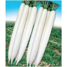 UGANIO PLANT Radish Vegetable Seeds - Pack of 50 - Non-GMO, Fast Growing for Home Garden, Indoor & Outdoor Planting - Perfect for Salads, Stir Fry, and Healthy Snacks