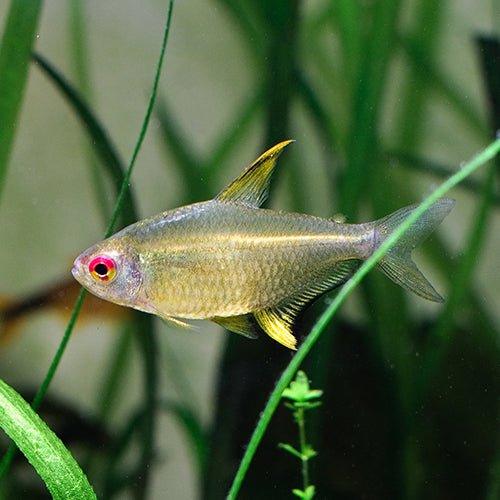 Lemon Tetra Fish (Hyphessobrycon pulchripinnis) - Live Tropical Freshwater Aquarium Fish for Community Tanks & Planted Aquascapes