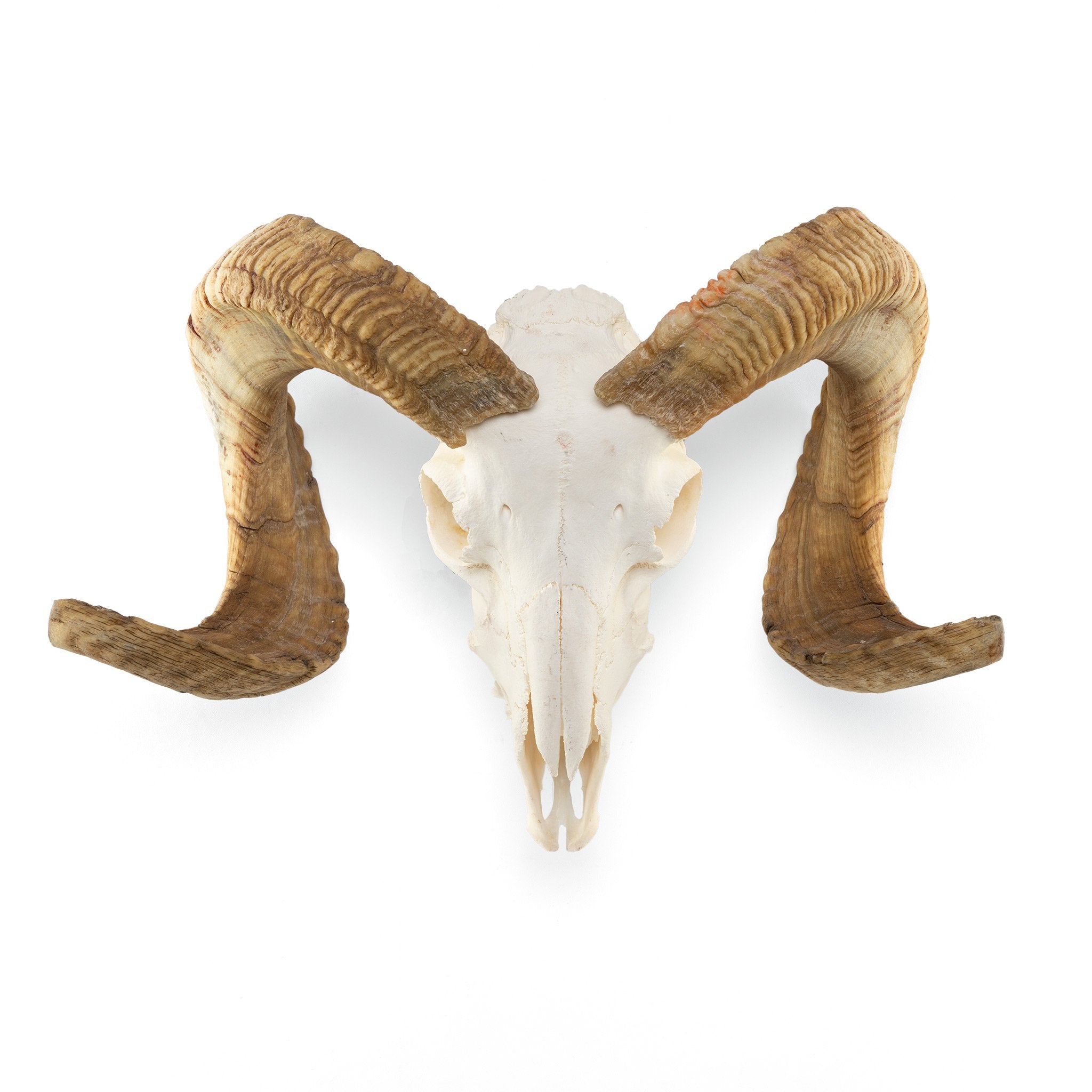 Authentic Domestic Ram Skull for Home Decor, Taxidermy, and Gothic Collections – Perfect for Wall Display, Halloween Decor, and Unique Gifts