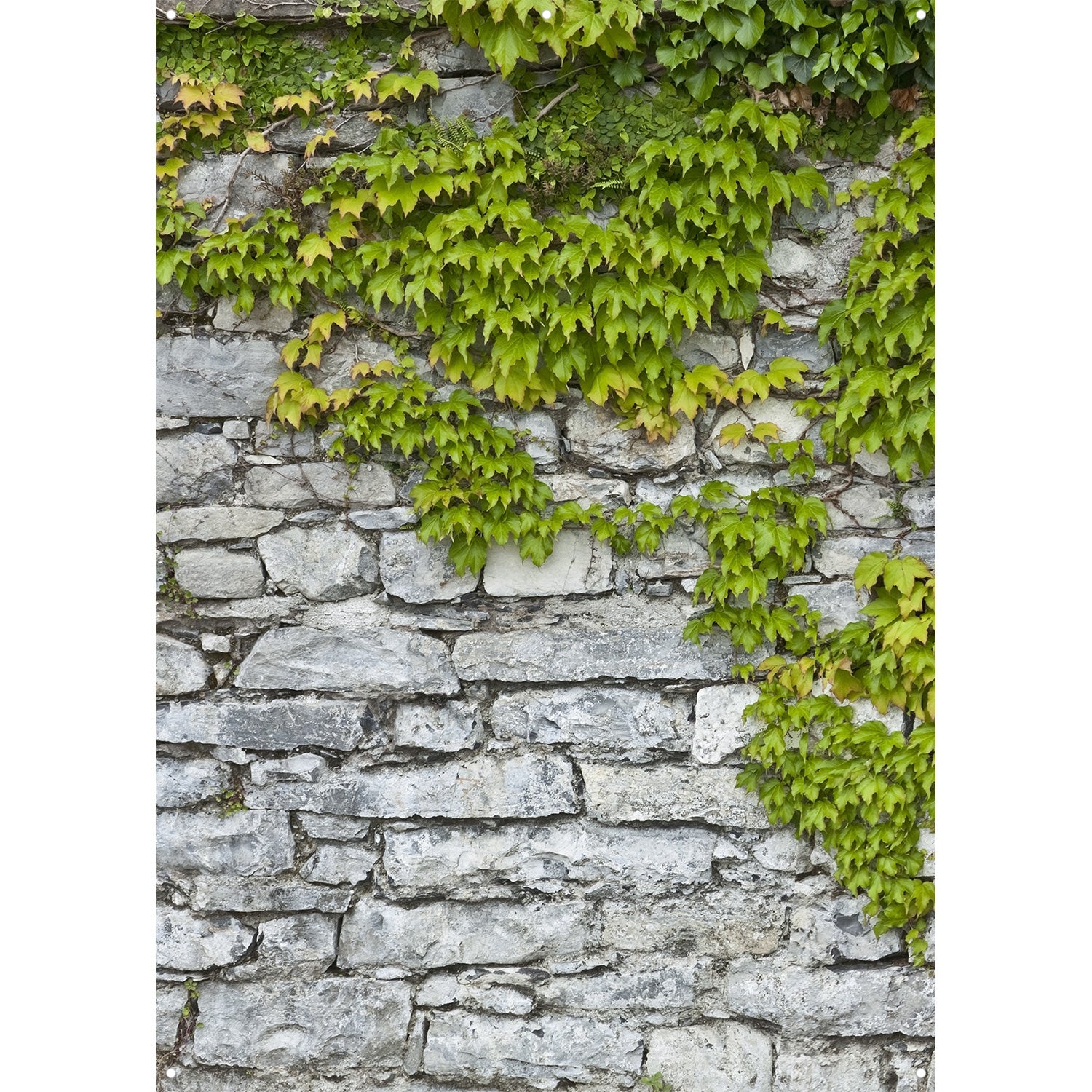 X Drop Vinyl Backdrop - Leafy Stone Ridge Design (5' x 7') for Photography, Video Shoots, and Home Decor | Durable, Waterproof, and Easy to Clean