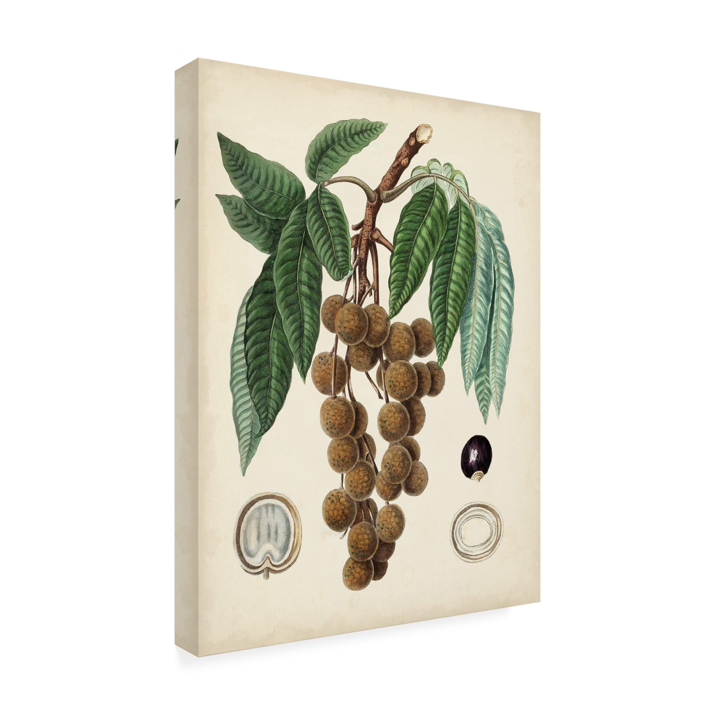 Trademark Fine Art 'Antique Foliage and Fruit III' Canvas Wall Art Print by Vision Studio - Perfect for Living Room, Bedroom & Office Decor