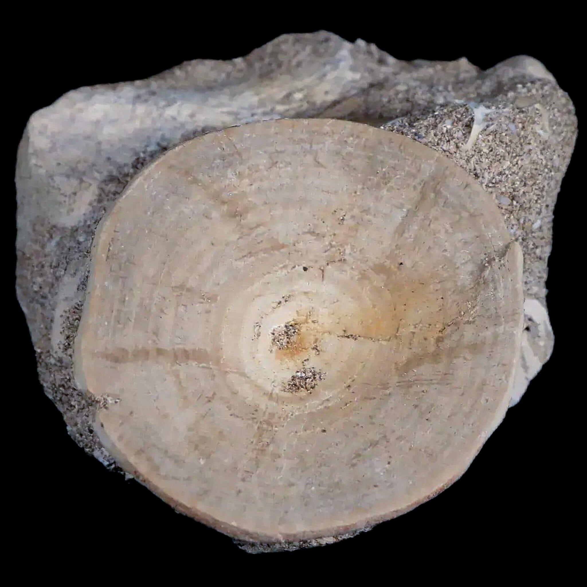 49MM Otodus Obliquus Shark Vertebrae Fossil Bone in Matrix from Morocco with COA - Authentic Prehistoric Fossil for Collectors, Home Decor & Educational Display