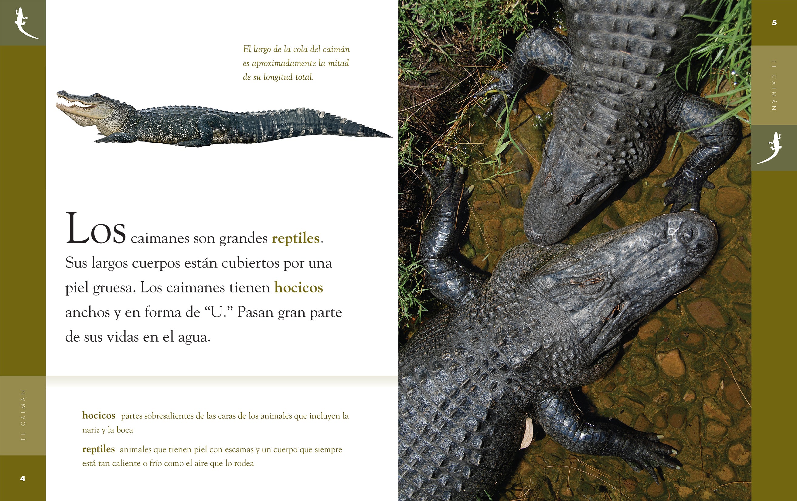 El Caiman Book by 9781640264625 - Perfect for Reading, Gifts & Book Clubs | Adventure & Wildlife Novel