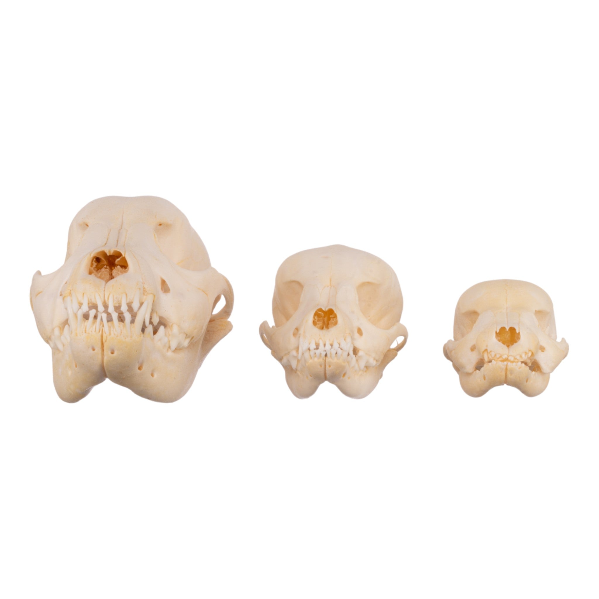 Authentic Domestic Dog Skull Replica - Single Puppy Skull for Veterinary Study, Halloween Decor & Educational Display