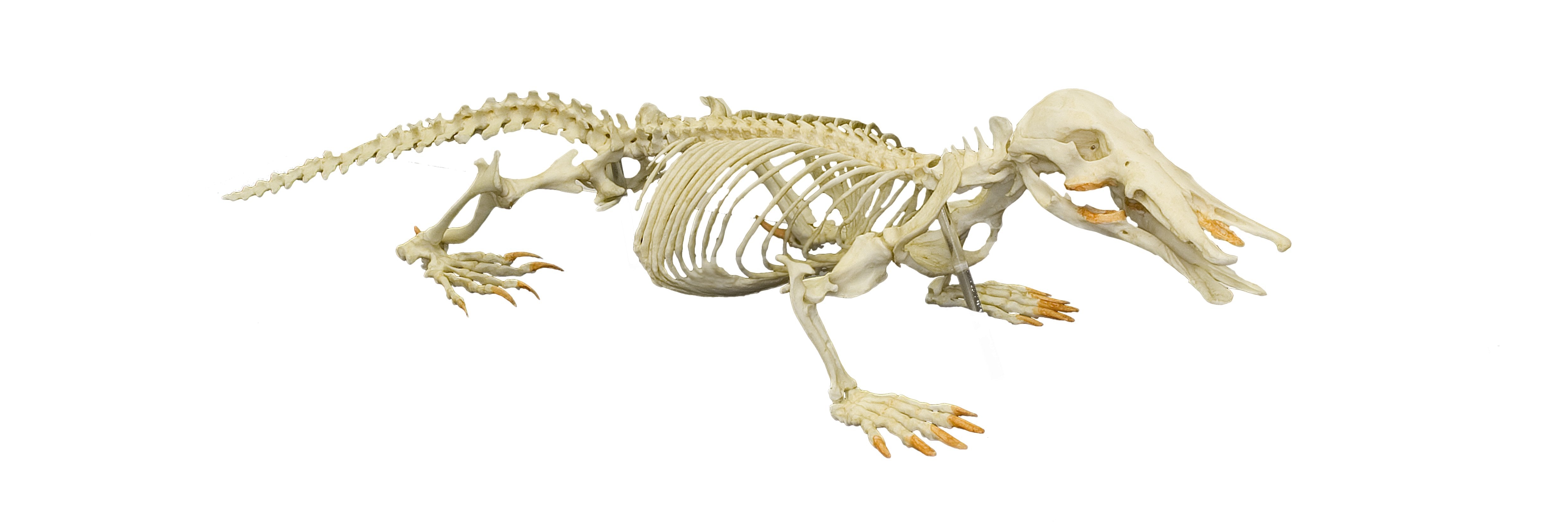 Authentic Platypus Skeleton Replica - High-Quality Educational Model for Science Classrooms, Museums & Home Decor