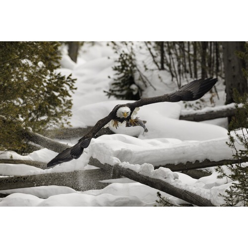 Canon RF 800mm f/5.6 L IS USM Super Telephoto Lens for Wildlife & Sports Photography - Professional DSLR Camera Lens with Image Stabilization & Ultra Sonic Motor