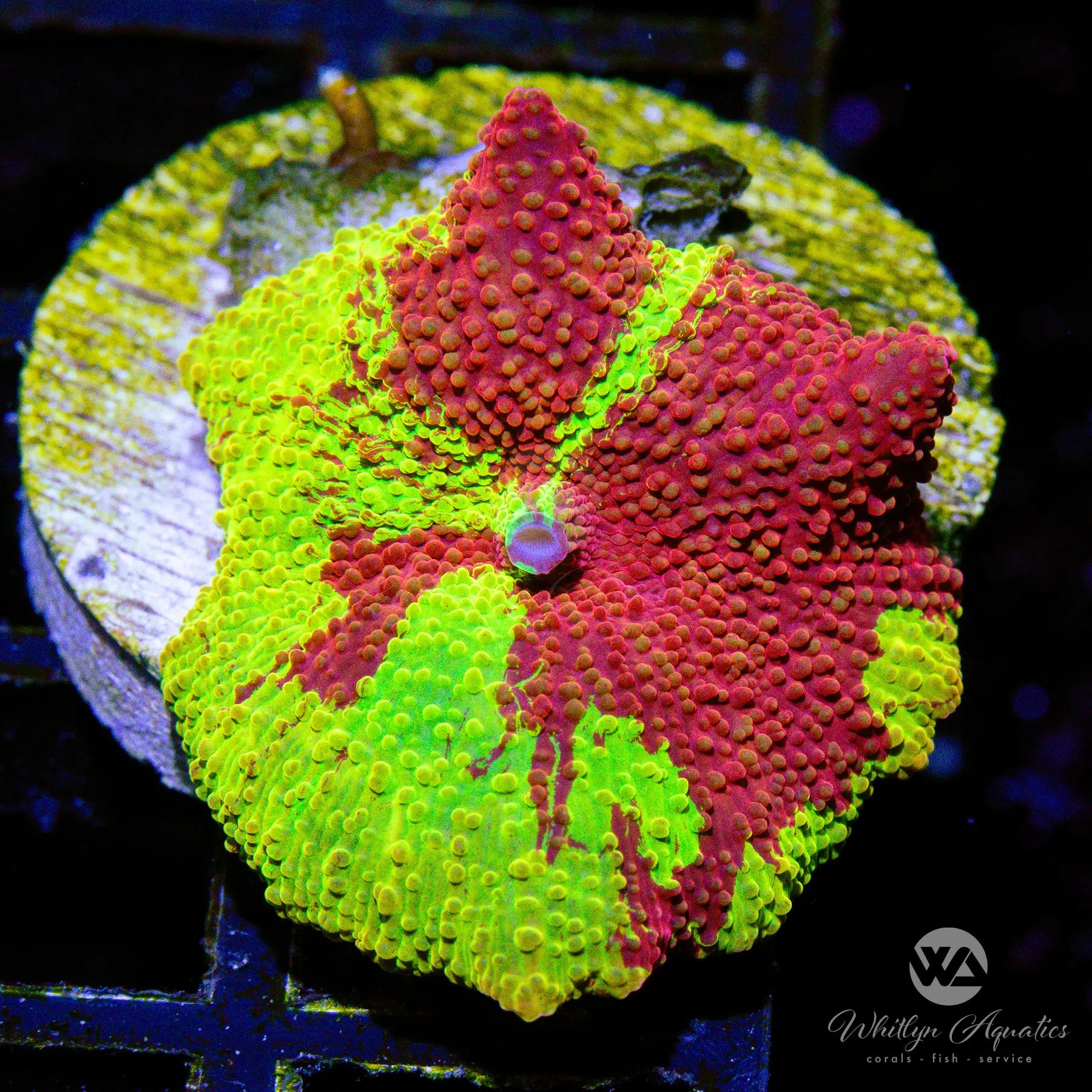 A54 We Be Jammin' Eclectus Mushroom WYSIWYG - Premium Live Coral for Saltwater Aquariums & Reef Tanks