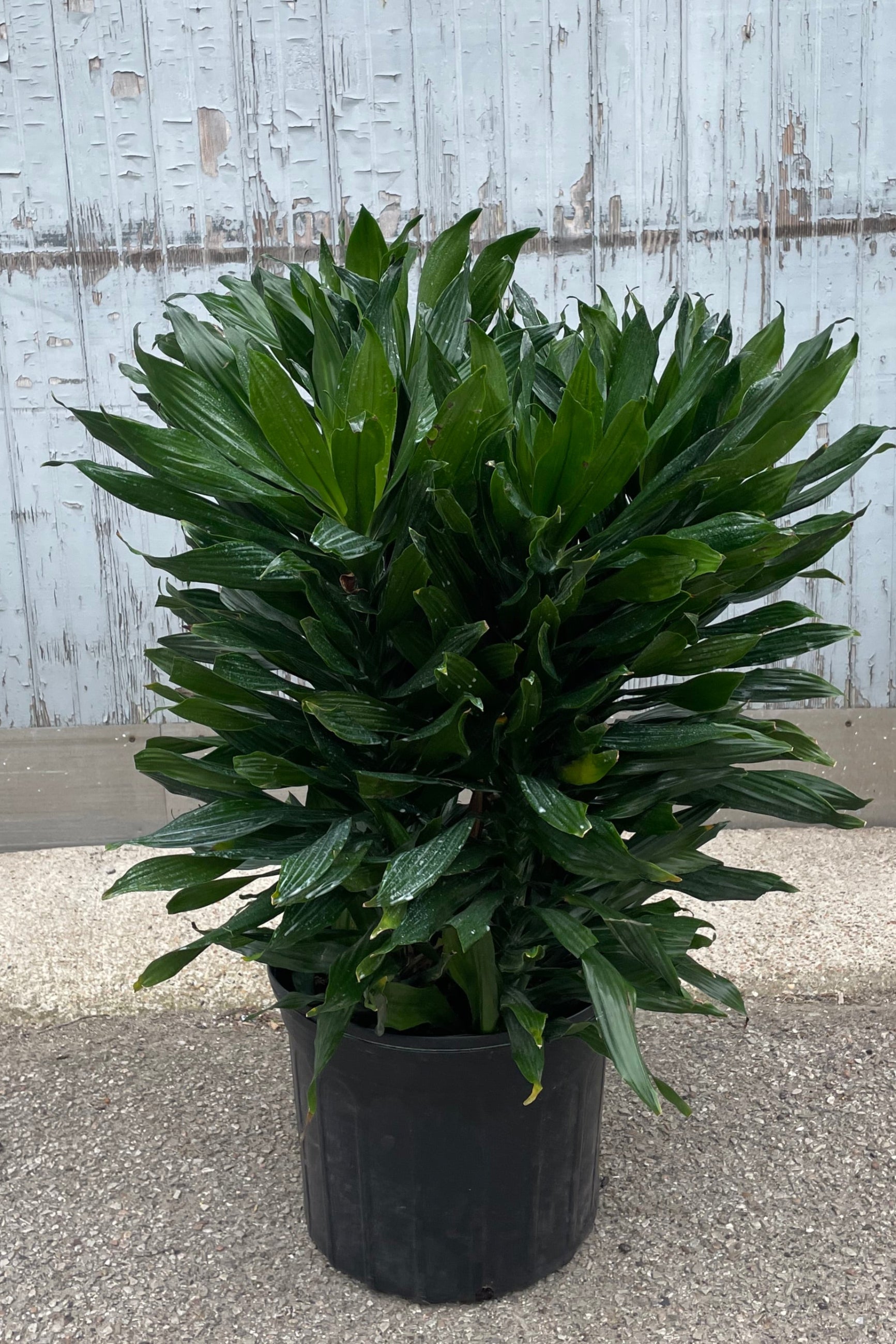 Dracaena 'Green Jewel' 14 Multi-Cane Live Indoor Plant - Perfect for Home, Office & Air Purification | Low Maintenance Houseplant for Living Room, Bedroom & Workspace Decor