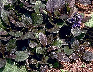 Bronze Beauty Ajuga Plants (48-Pack) - Carpet Bugle Ground Cover - Extremely Hardy Perennial - 1.75 Inch Pots - Perfect for Rock Gardens, Borders & Shade Landscaping