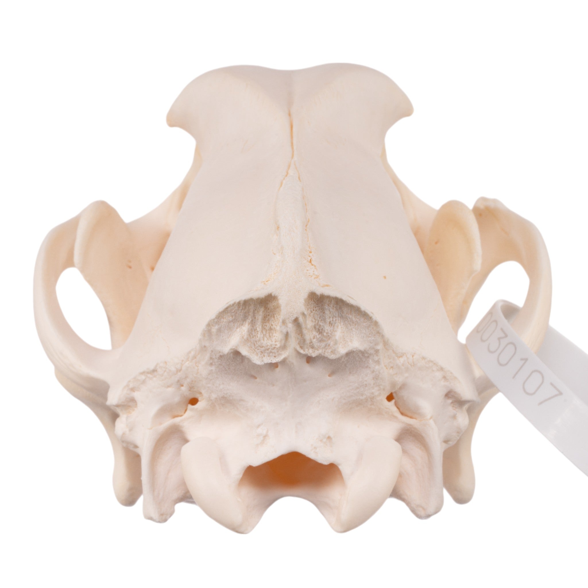 Authentic Golden Retriever Dog Skull - Real Domestic Canine Skull Specimen for Veterinary Study, Taxidermy & Educational Display | Perfect for Biology Classrooms, Oddity Collections & Halloween Decor