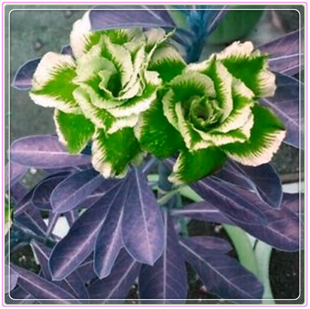 10 Lucky Desert Rose Bulbs - Hardy Perennial Flower Plants for Pots, Gardens & Landscaping - Easy to Grow Adenium Obesum Tubers - Perfect for Home Decor, Gift Giving & Outdoor Planting