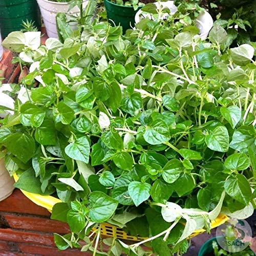 Plentree 200+ Peperomia Pellucida Seeds (Rau Cang Cua/Krasang Teap) - Herbal Medicinal Plant for Home Gardening & Natural Remedies