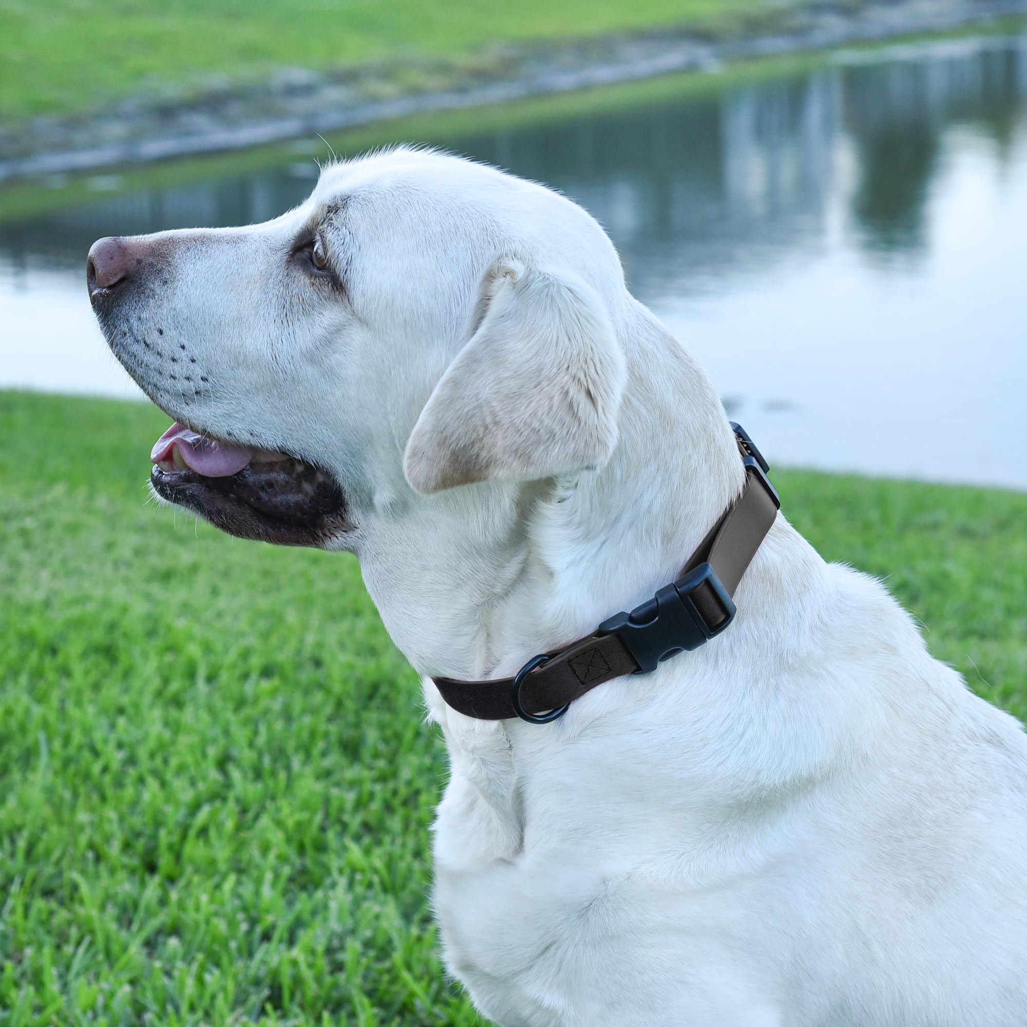Waterproof Biothane Dog Collar with Quick Release Buckle - Odor-Proof, Easy Clean Nylon Webbing for Small, Medium & Large Dogs (1