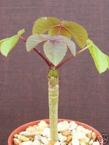 Rare Jatropha Gossypiifolia Succulent Plant - 4