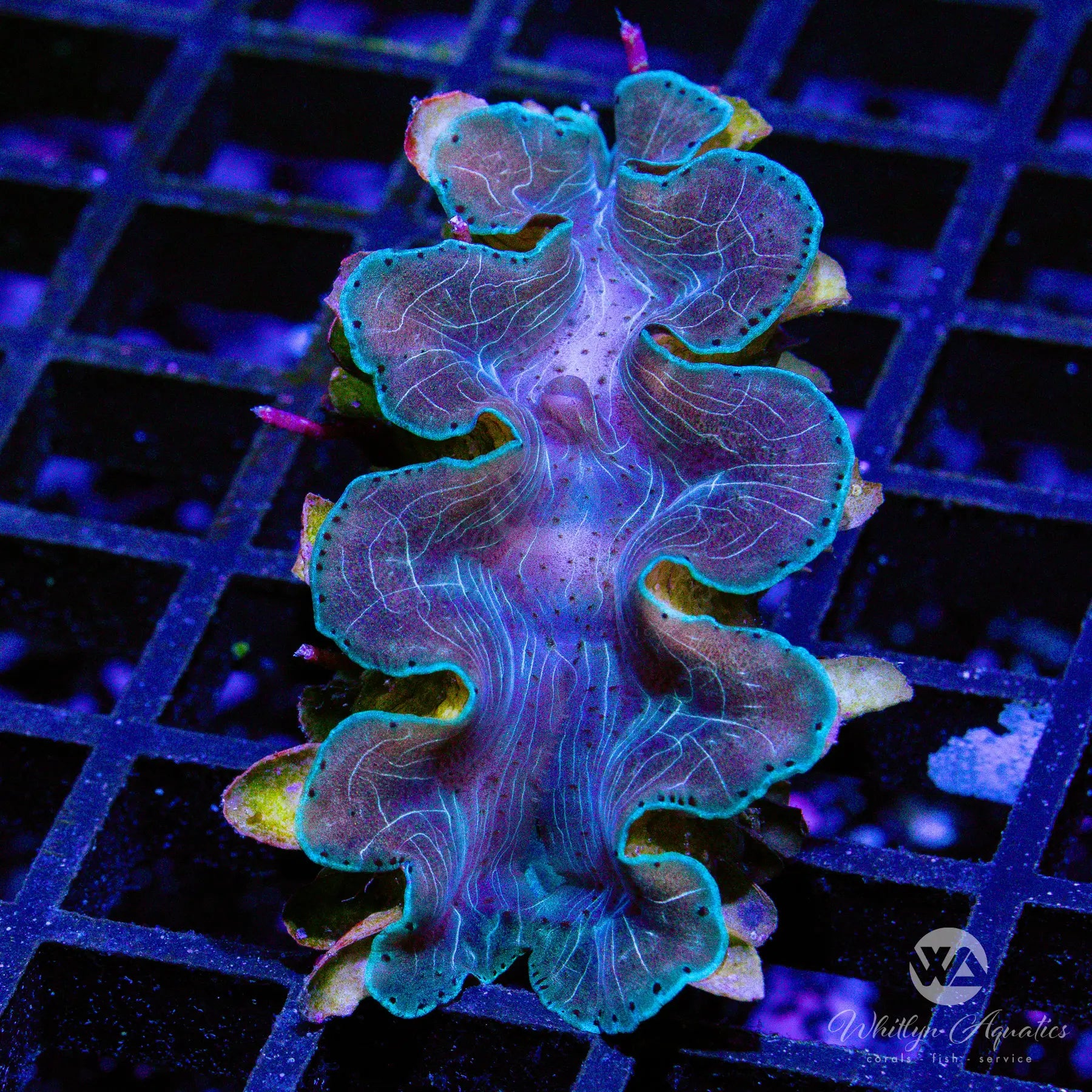 B41 Squamosa Clam (~1 inch) - Premium Live Coral for Saltwater Aquariums | Perfect for Reef Tanks, Coral Propagation, and Marine Displays