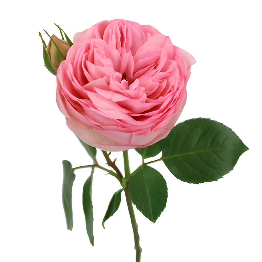 Bridal Piano Peony Rose - Premium Artificial Silk Flowers for Wedding Bouquets, Centerpieces, and Home Decor