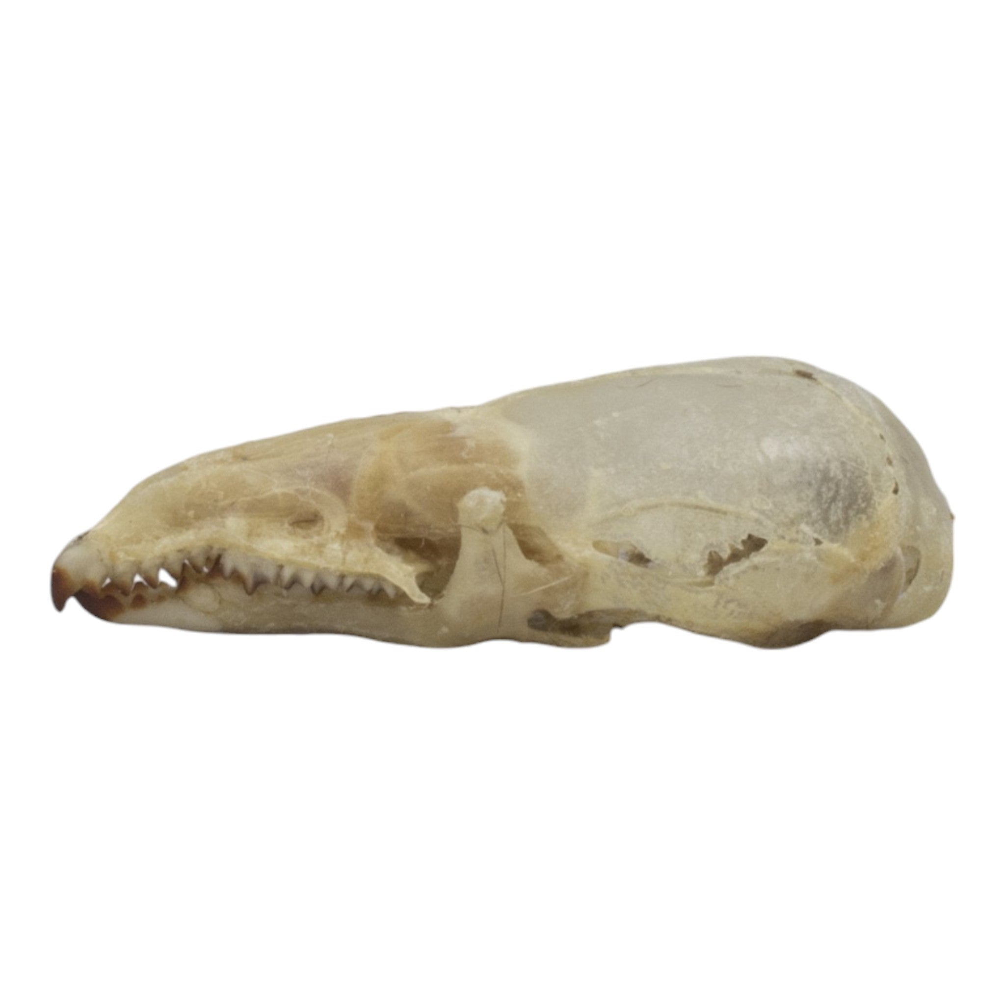 Authentic Pribilof Island Shrew Skeleton - Rare Specimen for Science Study, Biology Education & Natural History Collection | Perfect for Classroom Display, Museum Exhibits & Research Projects