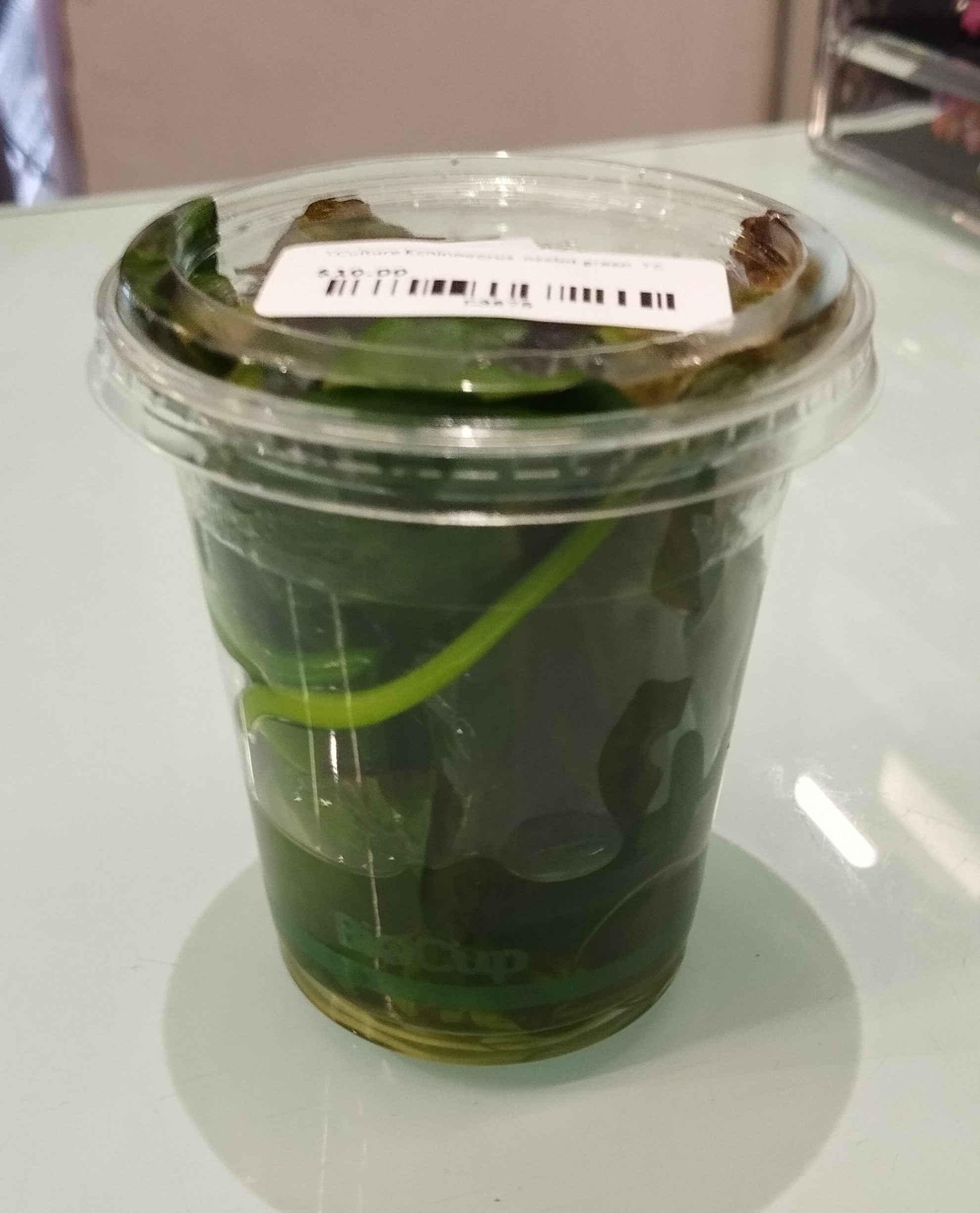 TCulture Echinodorus Ozelot Green Live Aquarium Plant (TC Cup) - Perfect for Freshwater Fish Tanks, Aquascaping & Aquatic Gardens