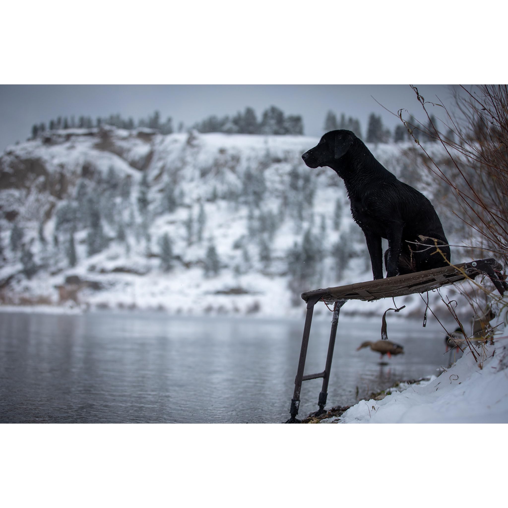 Momarsh Final Stand Adjustable Dog Training Platform - Elevated Pet Training System for Place, Agility & Steadiness | Perfect for Hunting Dogs, Obedience Training & Outdoor Exercises