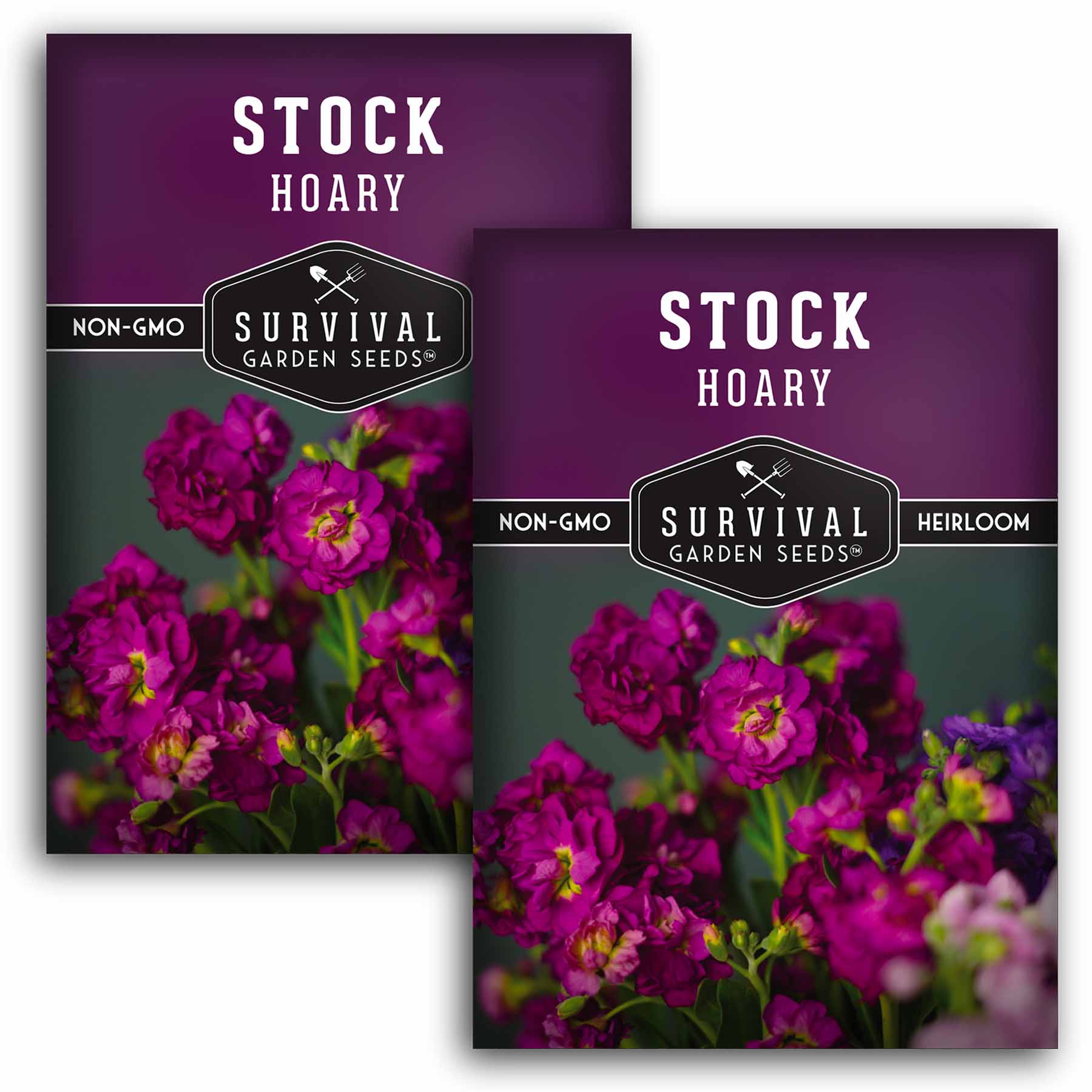 Hoary Stock Seeds - Gillyflower (Matthiola Incana) for Garden Planting, Landscaping & Floral Arrangements | Fragrant Cut Flowers for Bouquets & Home Decor