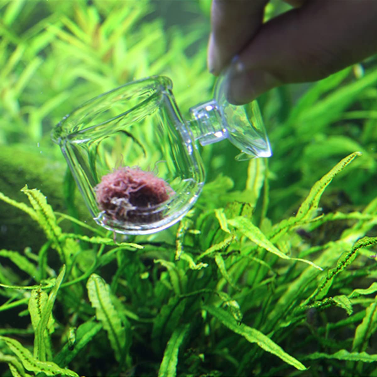 Glass Aquarium Fish Feeder with Suction - Perfect for Shrimp & Plant Tanks