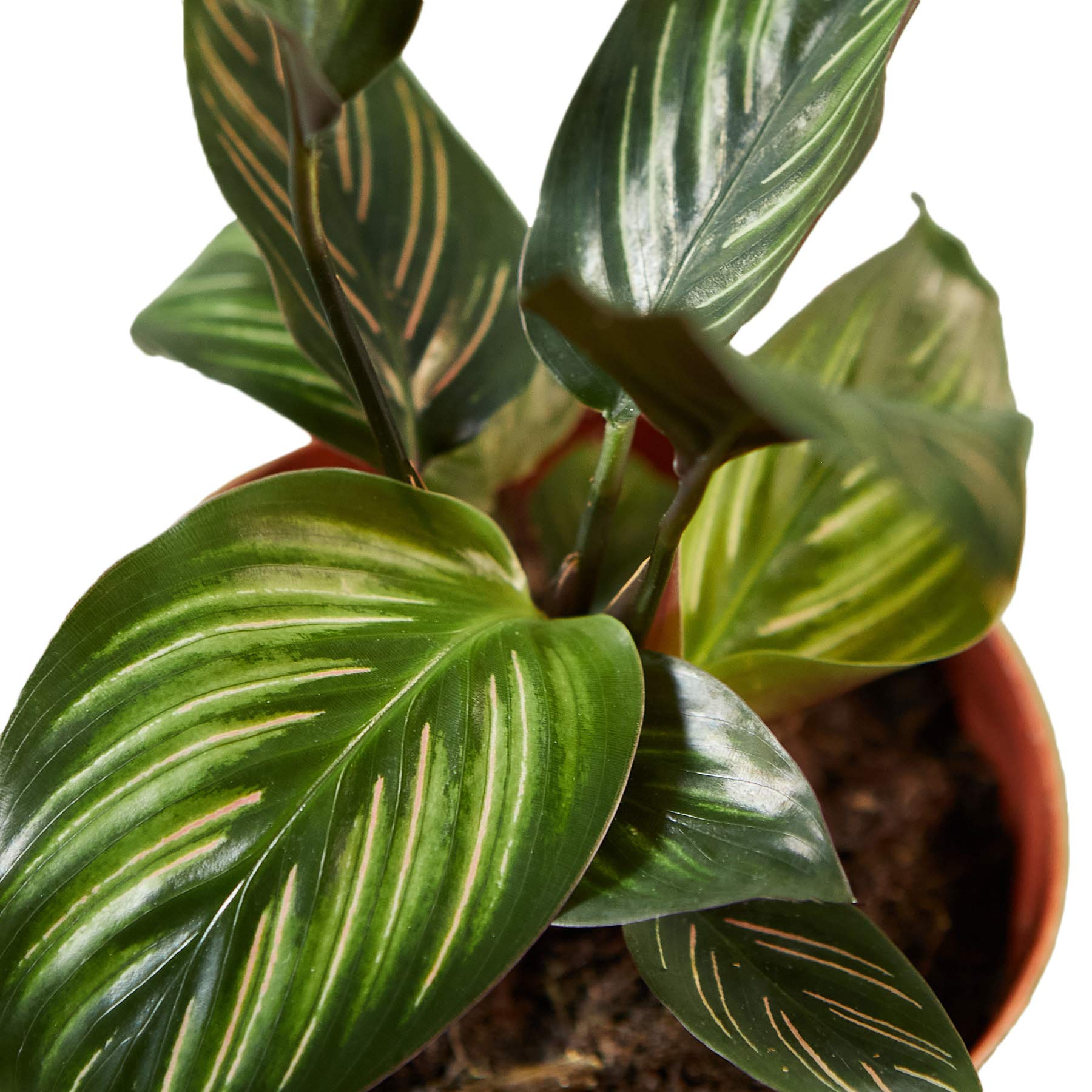 Calathea 'Beauty Star' Live Indoor Plant - 4