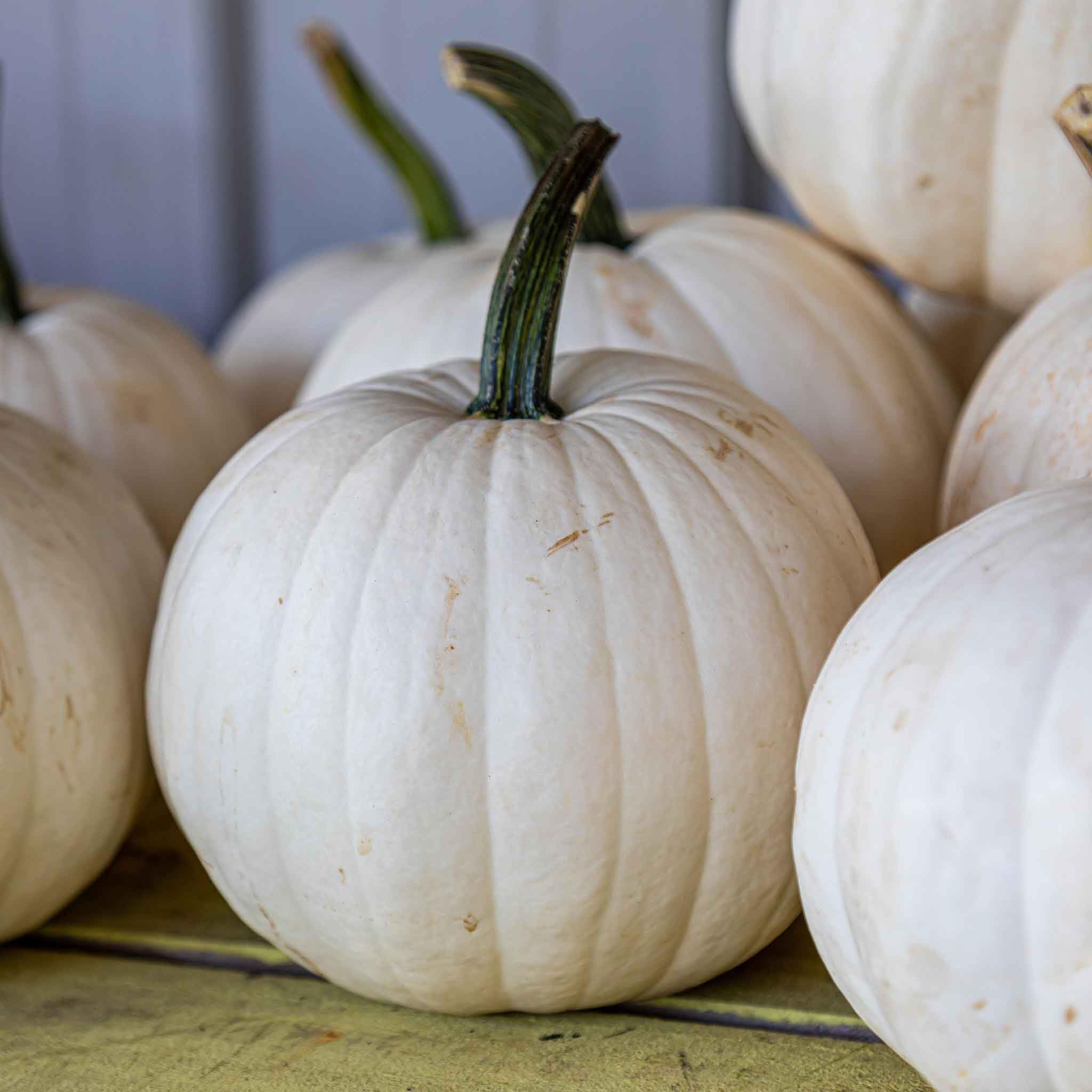 Eden Brothers Casper Pumpkin Seeds - Non-GMO, High-Yielding Vegetable Seeds for Planting (1/4 Pound) | Fast Growing, Warm Season Planting for Zones 3-10 | Perfect for Home Gardens, Fall Decorations & Pumpkin Patches