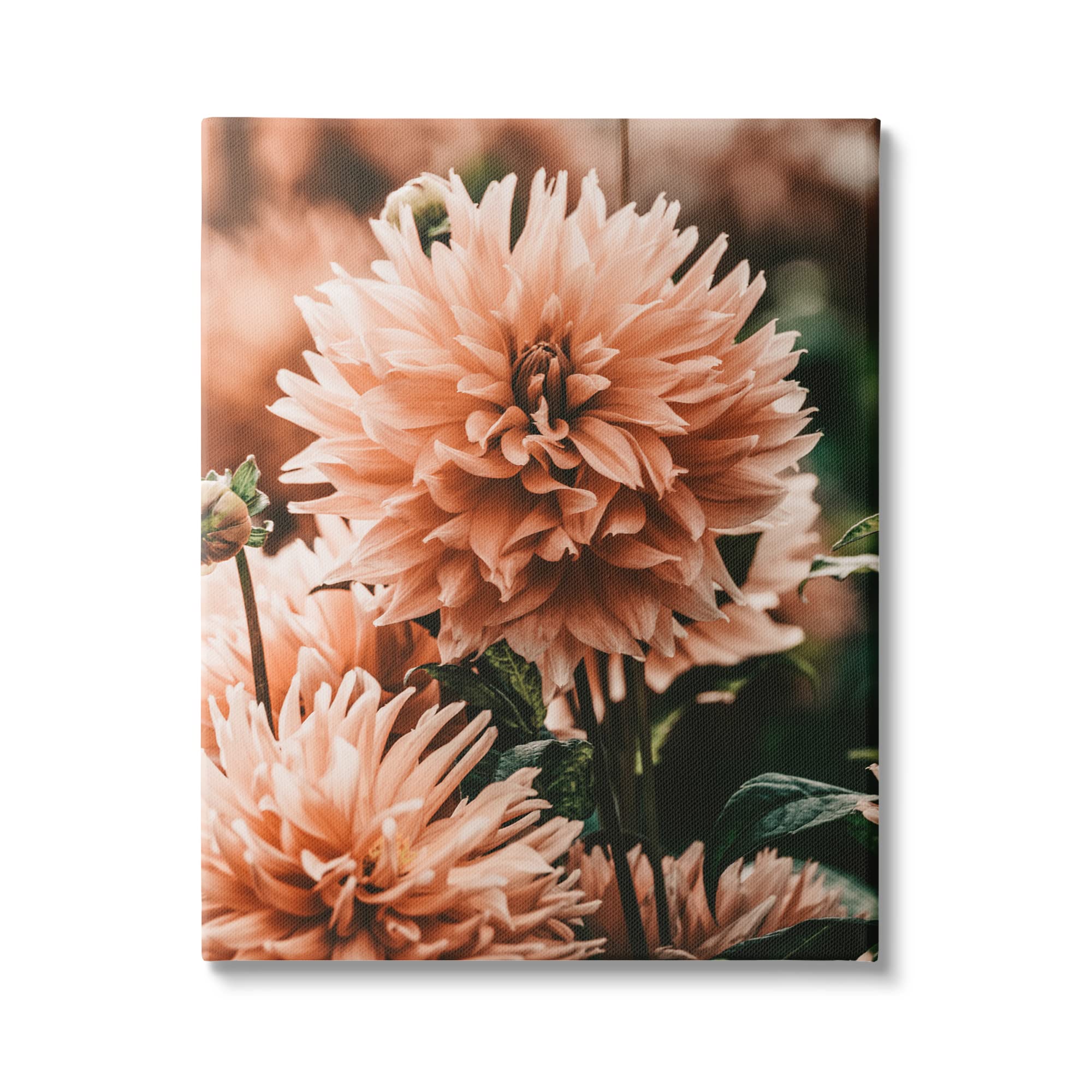 Stupell Industries Wild Pink Dahlias Spring Flowers Closeup Photography Wall Art - Floral Decor for Living Room, Bedroom & Office - Designed by Amy Brinkman