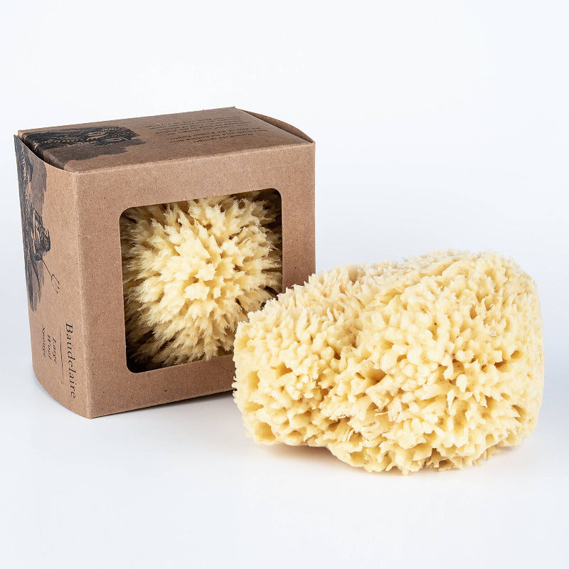 Baudelaire Natural Sea Sponge Gift Box - Large 5