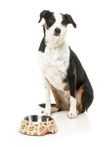 Ink'd Up Dog Bowl - Durable Pet Feeding Dish with Legendary Print for Tough Pups - Perfect for Large Breed Dogs & Outdoor Use