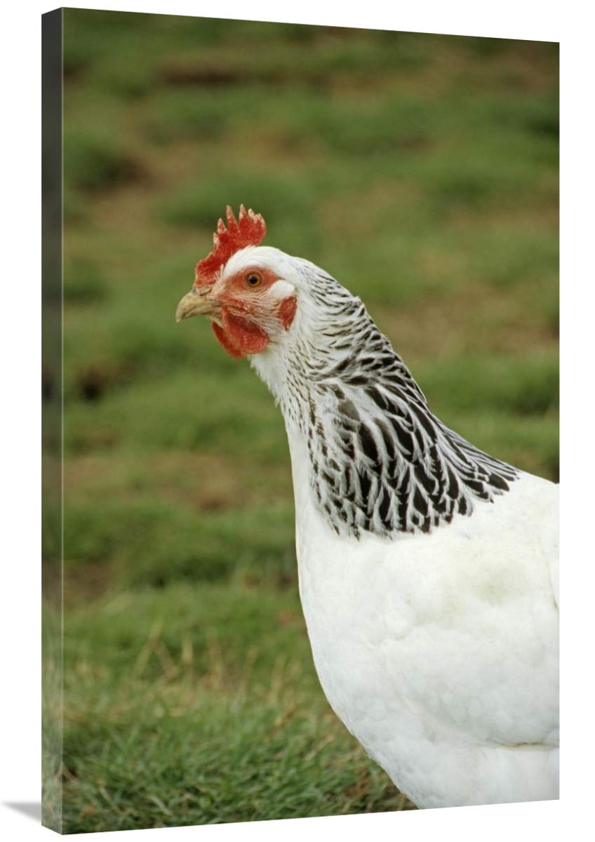 24 x 36 Inch Light Sussex Hen Chicken Close-Up Portrait Art Print - England Countryside Decor by Sarah Rowland | Farmhouse Wall Art, Kitchen Decor, Poultry Lover Gift