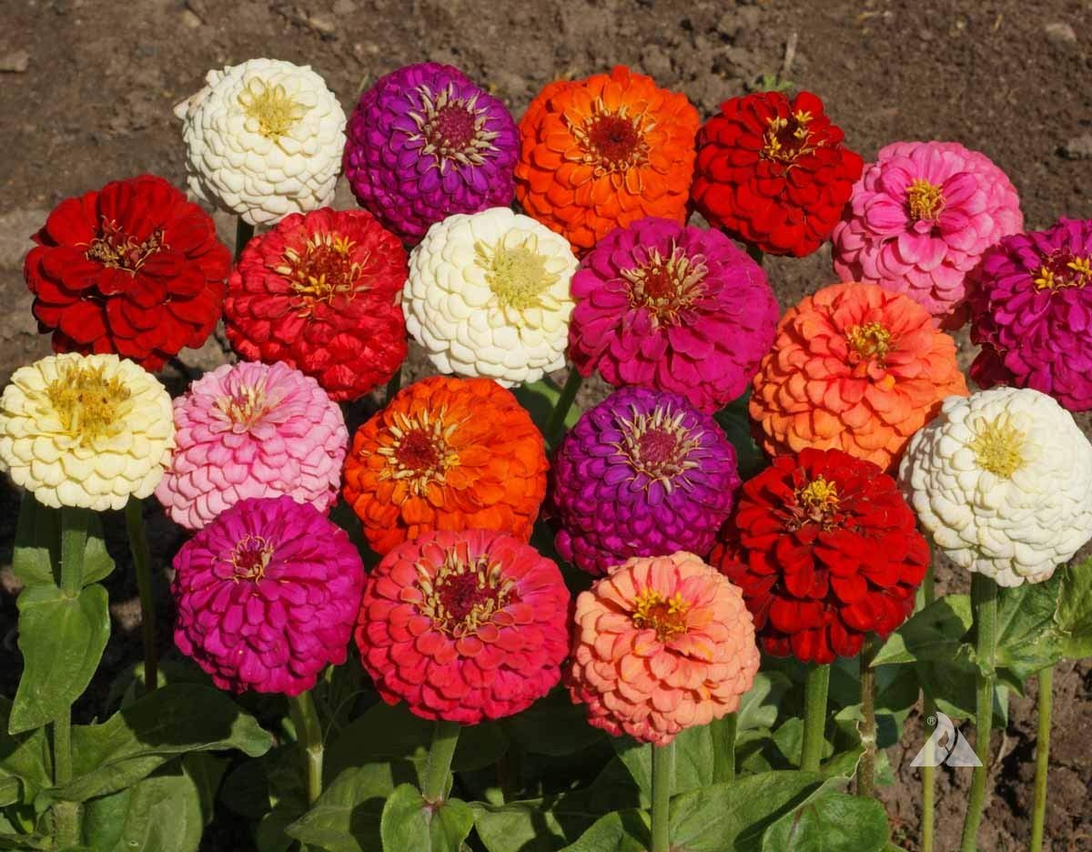 California Giant Zinnia Seeds Mix - Zinnia elegans Pompon Annual Flower Seeds for Outdoor Garden Planting - Perfect for Borders, Beds & Cut Flower Arrangements