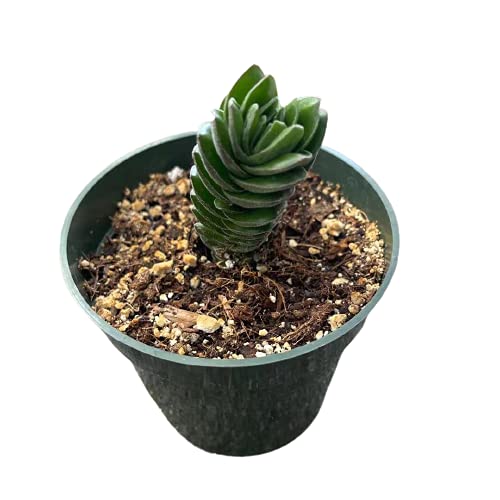 Live Succulent Plants - Crassula Buddha Temple in 4 Inch Pot | Perfect for Home Decor, Office Desk & Indoor Gardening