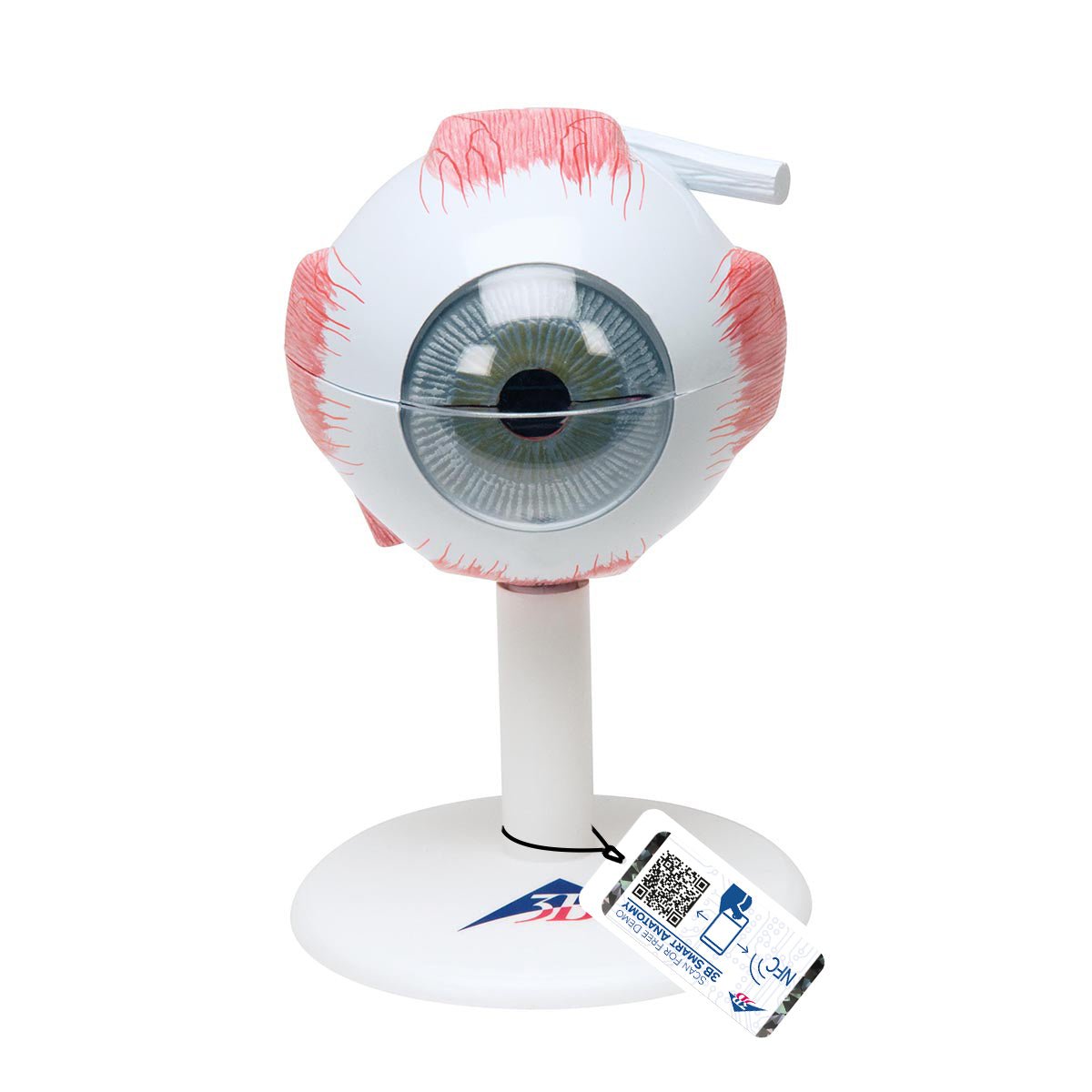 3X Enlarged Human Eye Model - 6-Part Anatomy Demonstration for Medical Students & Science Education | Classroom & Lab Study Tool