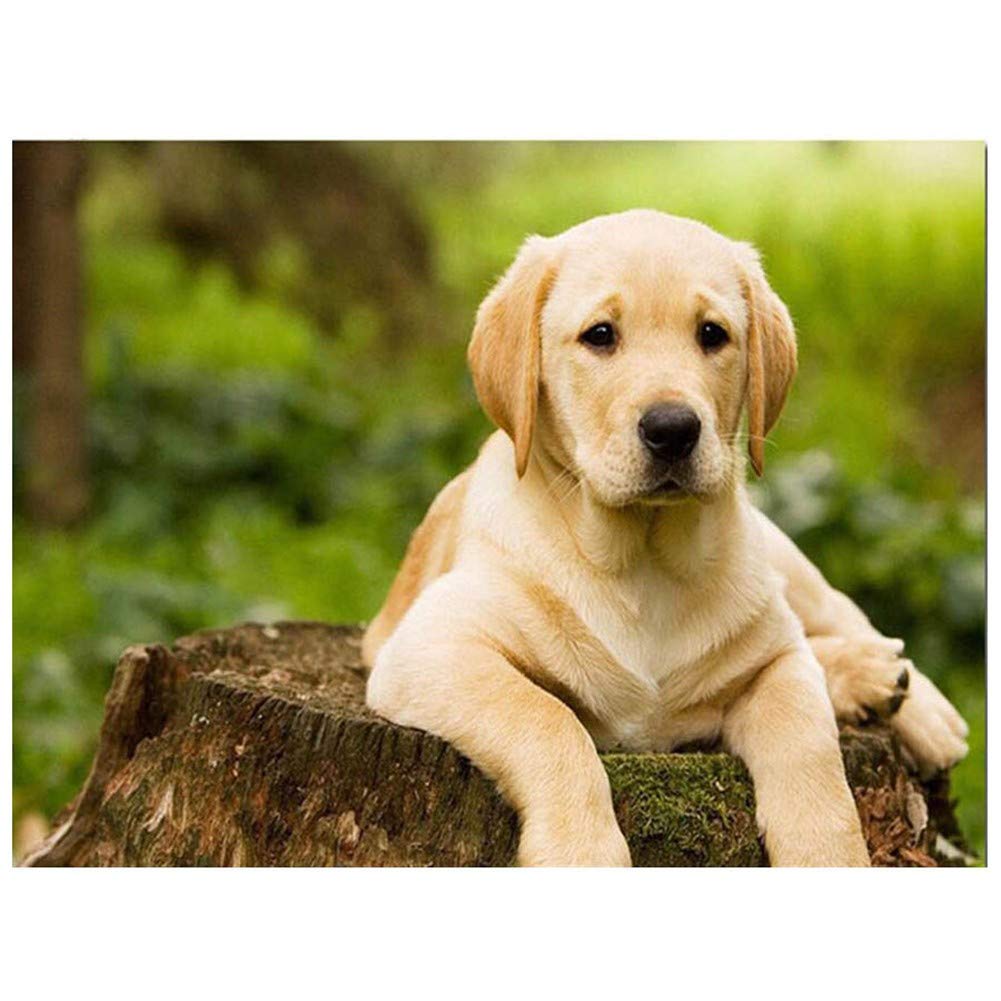5D Diamond Painting Kit for Adults - Full Drill Labrador Dog 80x120cm Square Drill Cross Stitch Art, DIY Crystal Rhinestone Mosaic Canvas for Home Wall Decor (Q270) | Perfect for Relaxation, Stress Relief & Creative Home Decoration