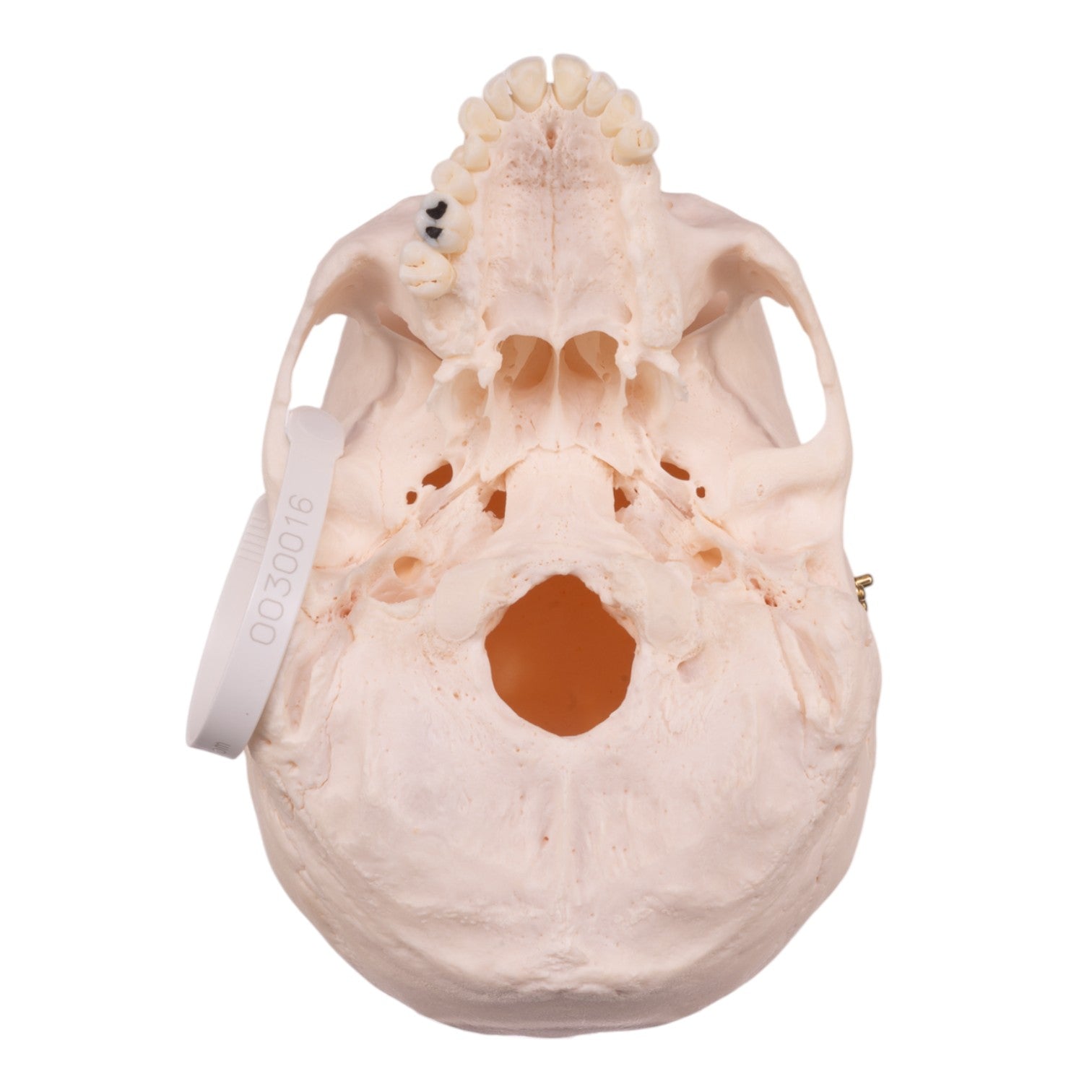 Authentic Human Skull Model for Medical Research & Education - Perfect for Anatomy Studies, Forensic Training & Halloween Decor