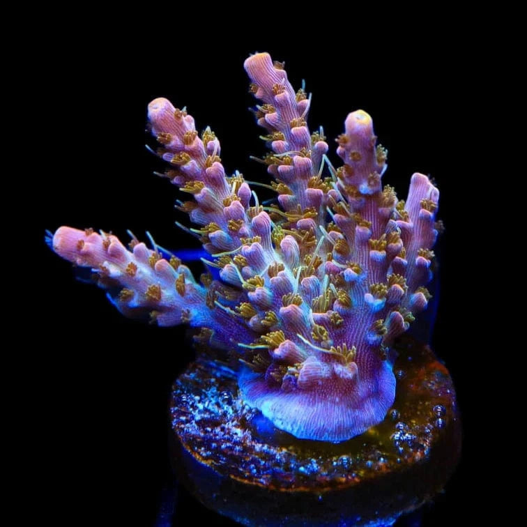 Premium CC Voodoo Majick Acropora Coral for Saltwater Aquariums - Vibrant Live Coral for Reef Tanks & Marine Aquascaping