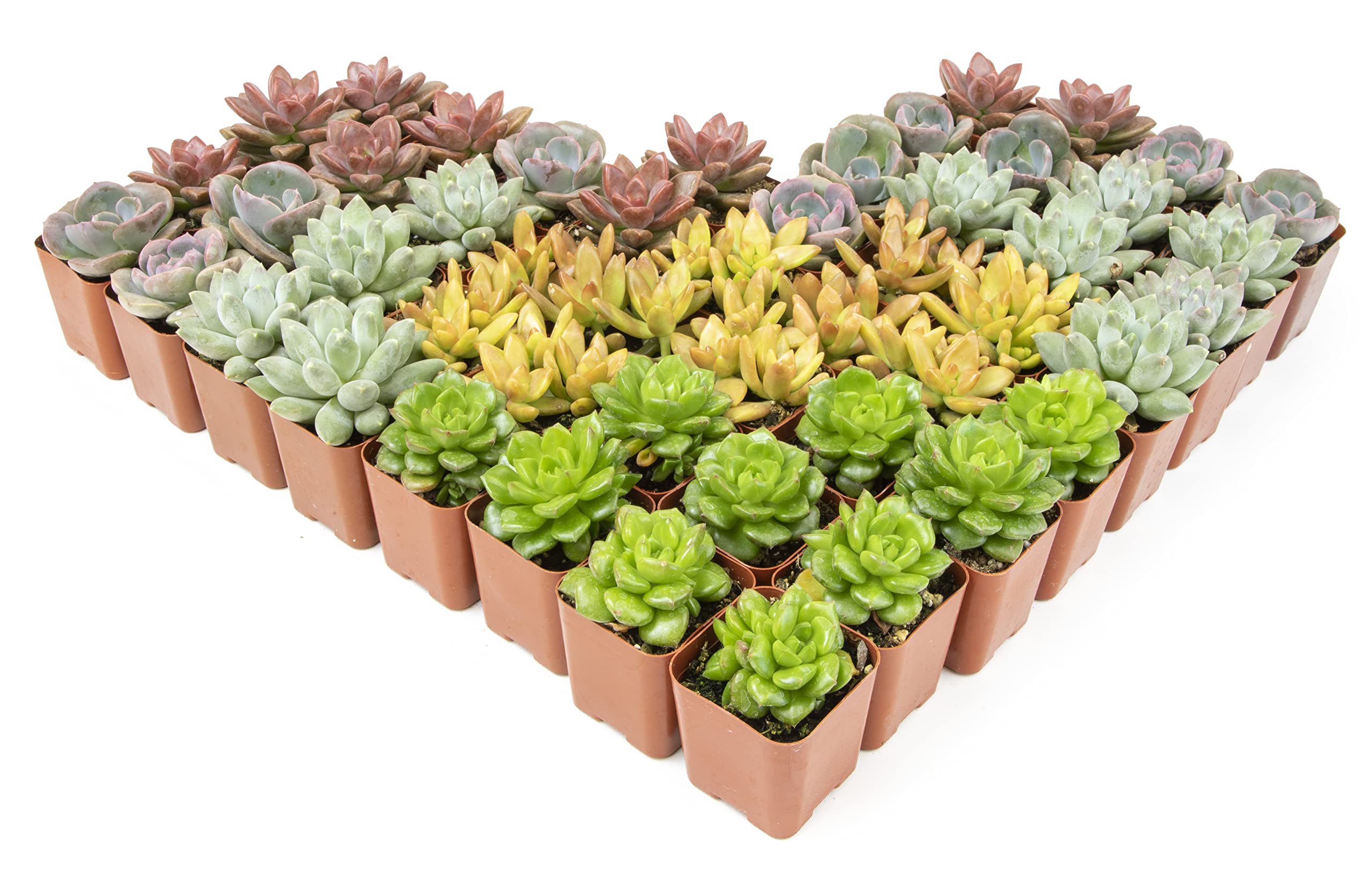 50 Pack Live Succulents Plants - Variety Indoor Houseplants in Nursery Pots | Bulk Succulent Collection for Home Decor, Office Desk, Wedding Favors & Gift Ideas