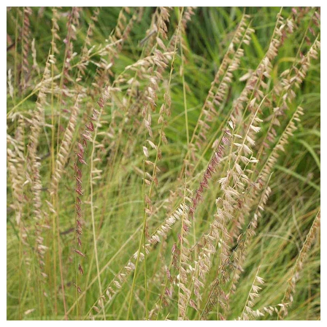 Everwilde Farms - 1/4 Lb Side-Oats Grama Native Grass Seeds - Gold Vault Packaging - Drought-Resistant Lawn & Erosion Control for Landscaping