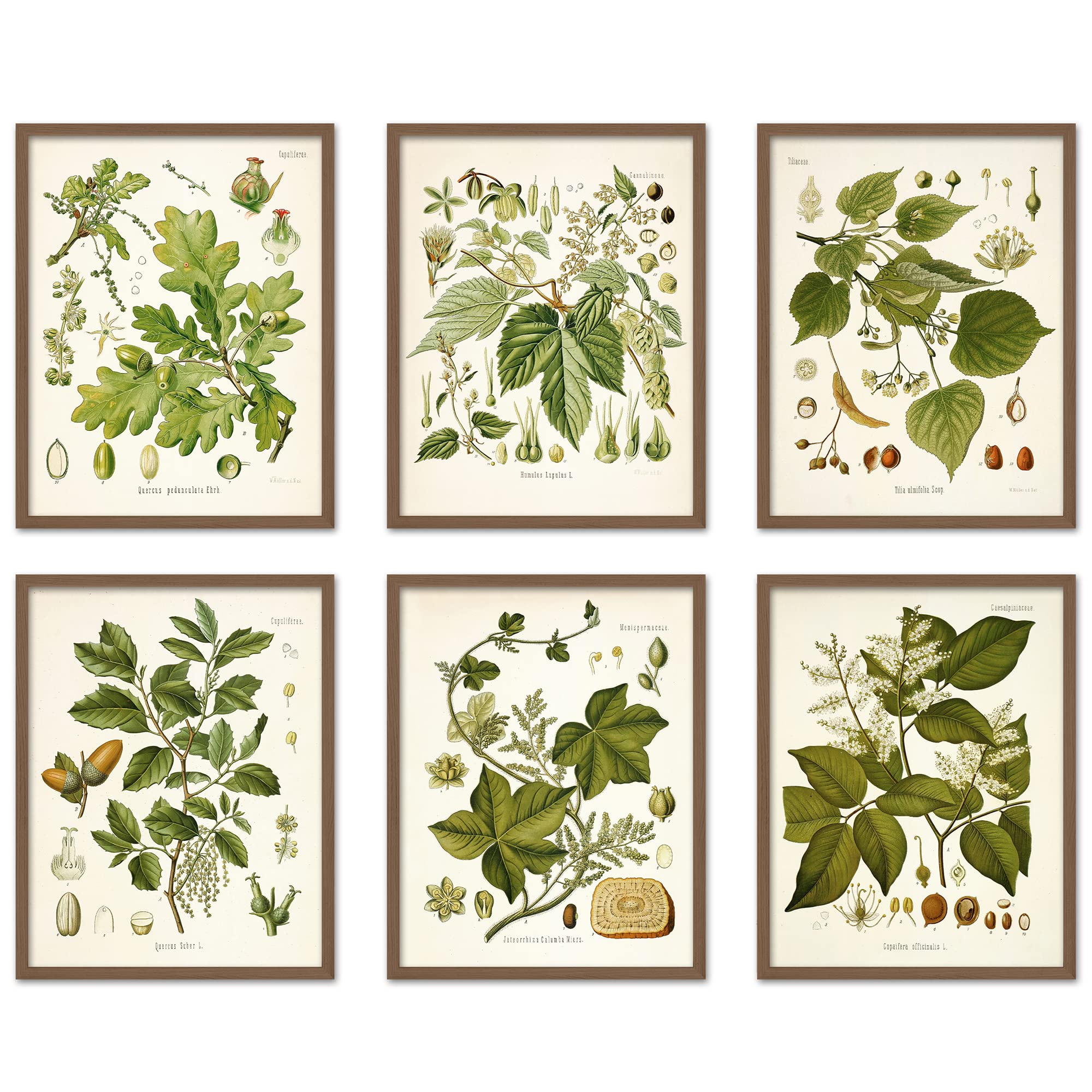 Vintage Botanical Wall Art Prints - Set of 6 (8x10 Inches) - Cottagecore Aesthetic Posters for Bedroom Decor - Perfect for Home, Office & Gift Giving