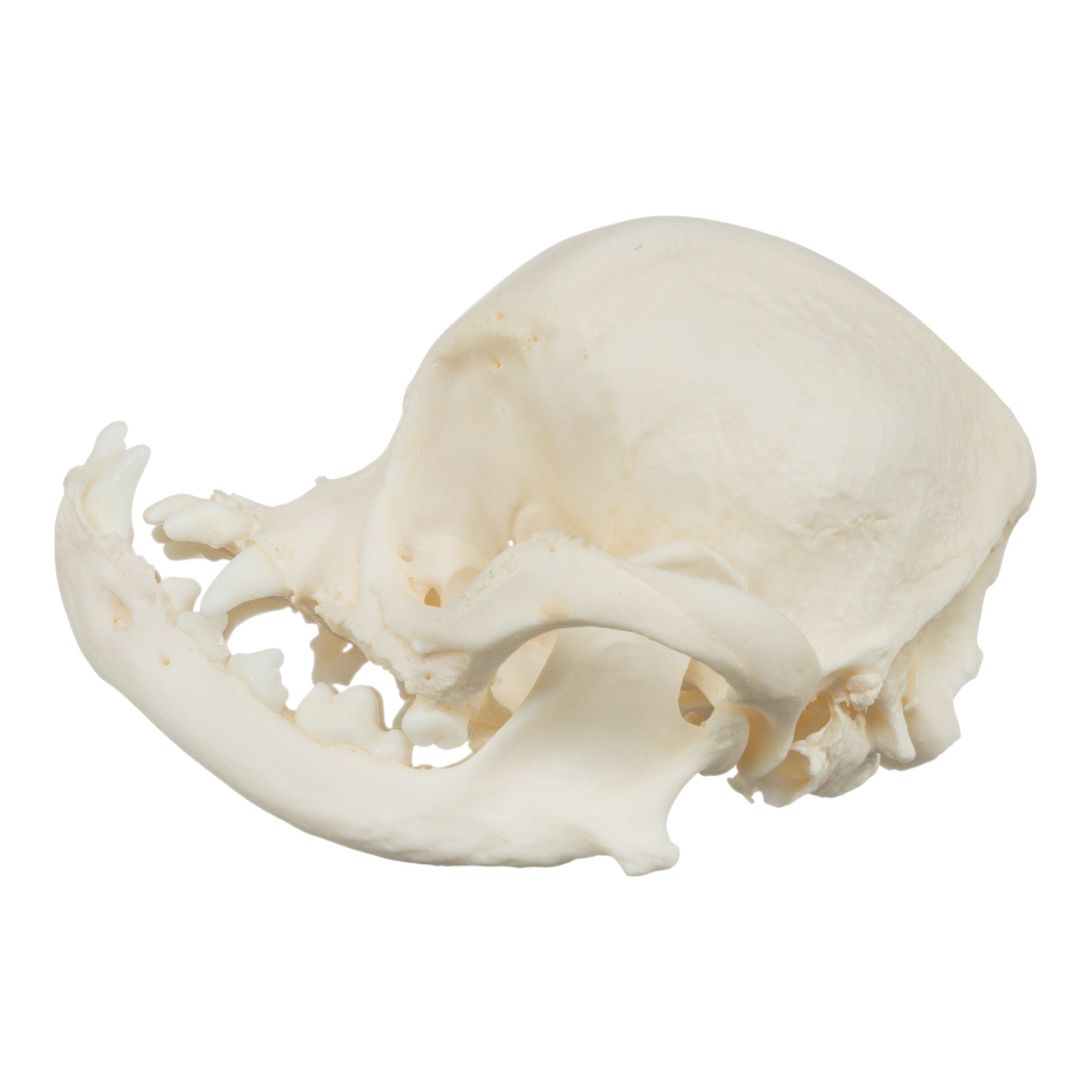 Authentic Pug Dog Skull with Periodontal Details - Realistic Canine Anatomy Specimen for Veterinary Study, Halloween Decor, and Oddity Collectors