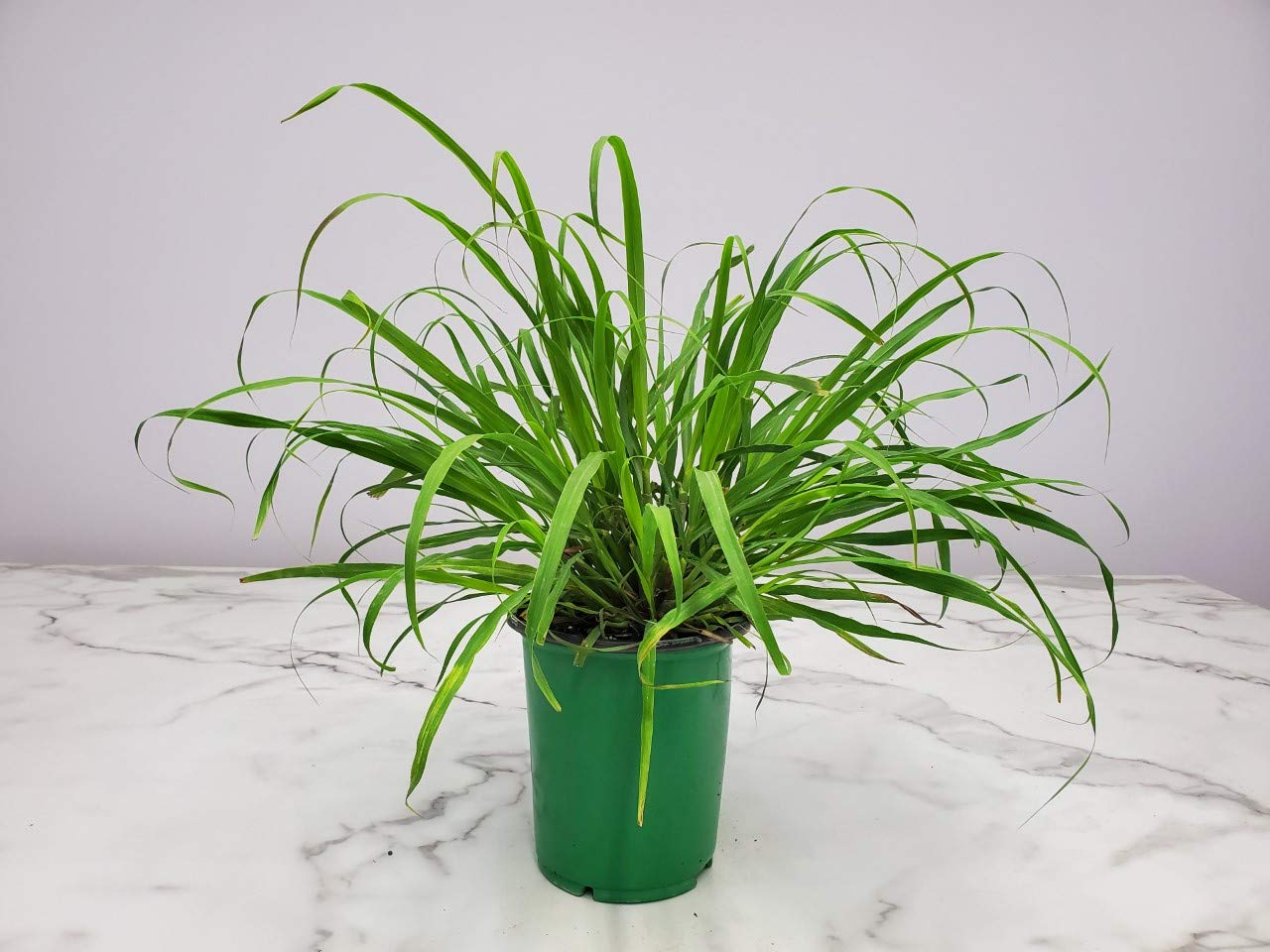 Organic Lemongrass Plant Live (Cymbopogon Citratus) - 1 Gallon Pot - Fresh Culinary Herb for Cooking, Tea & Aromatherapy - Florida Grown Tropical Plants for Home Garden, Kitchen & Outdoor Decor