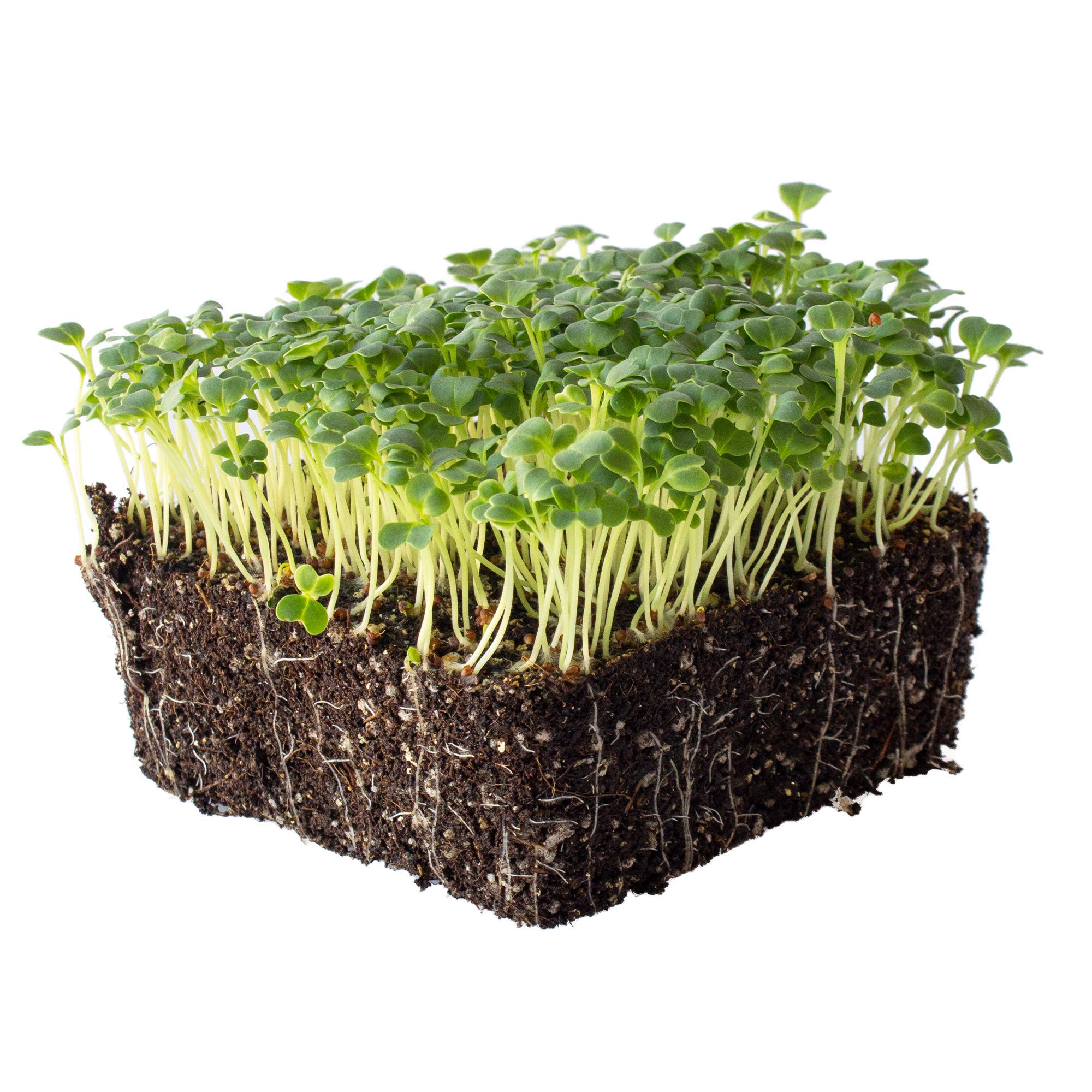 Organic Mibuna Mustard Seeds - 5 Lb Bulk ~680,000 Seeds | Non-GMO Japanese Herb & Vegetable Garden Seeds | Perfect for Microgreens, Salads & Asian Cuisine