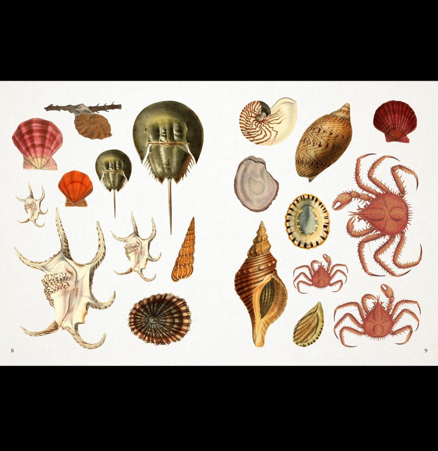 Seashore Sticker Collection - 50+ Unique Beach-Themed Decorative Stickers for Scrapbooking, Journals & DIY Crafts - Perfect for Summer Vacation Memories & Ocean Lover Gifts