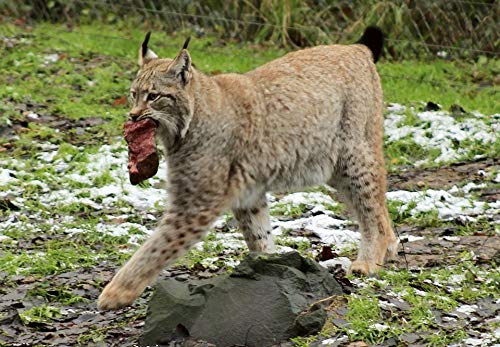 20x30 Inch Laminated Wildcat Predator Poster - Vibrant Lynx & Mammal Art for Home Decor - Perfect for Living Room, Bedroom or Office Wall Art