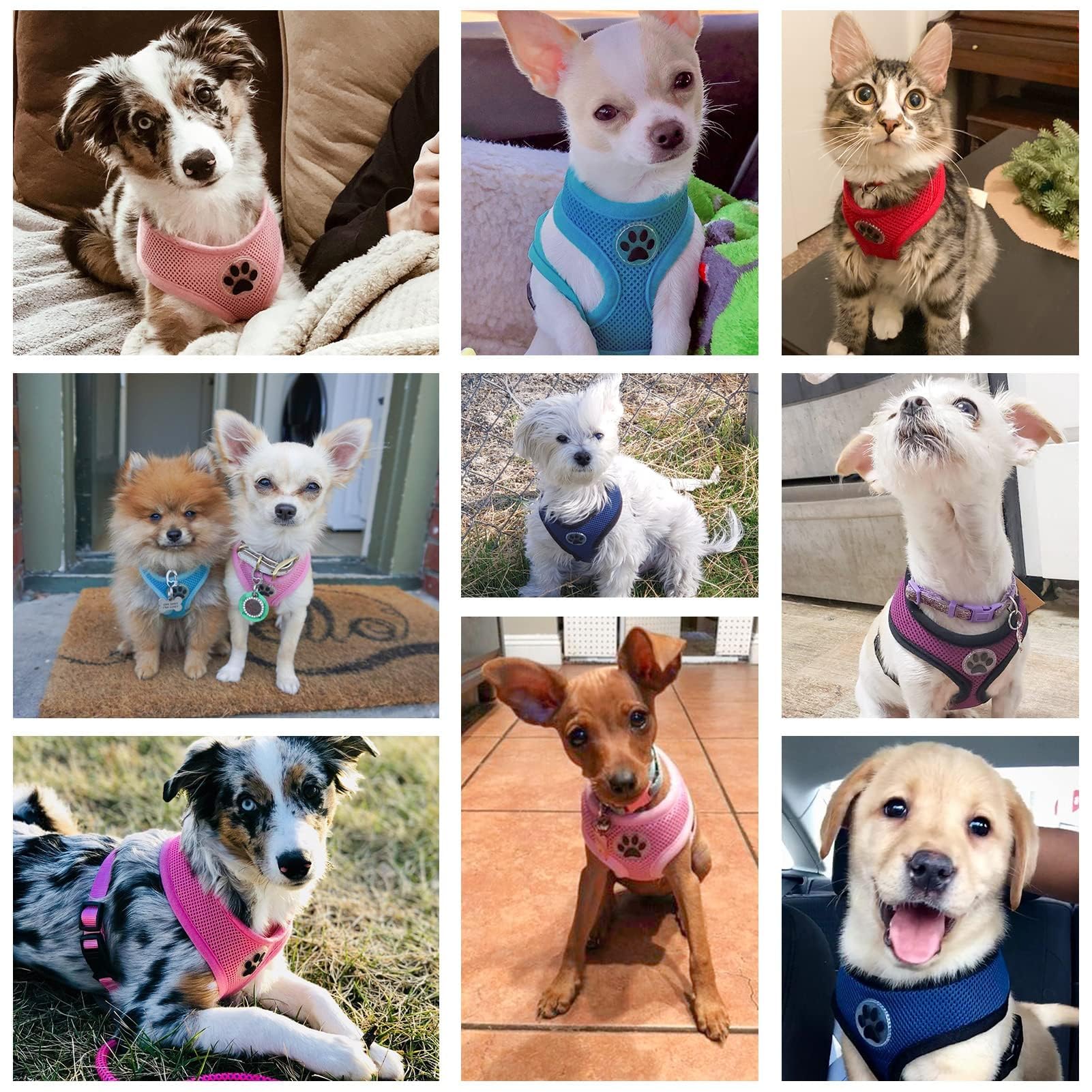 BINGPET Small & Medium Dog Harness - Breathable Mesh No-Pull Adjustable Pet Vest for Puppies & Cats | Perfect for Walking, Training & Outdoor Adventures