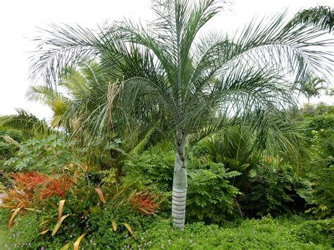Pseudophoenix vinifera (P. lediniana) Live Plant - Rare Tropical Palm Tree for Home & Garden Landscaping | Perfect for Indoor Decor, Outdoor Gardens & Greenhouse Collections